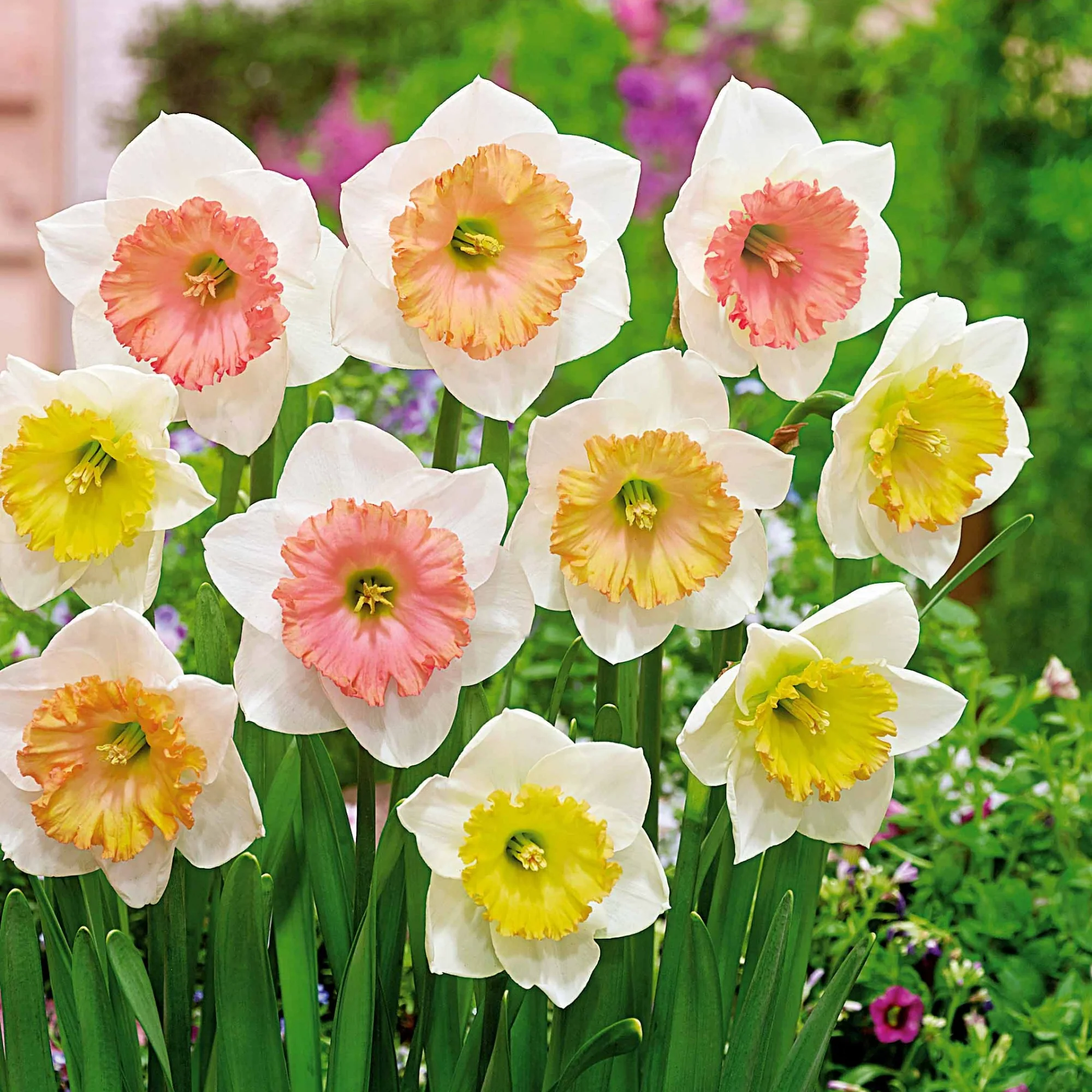 Narcissen 'Sentinelle' (x10)
