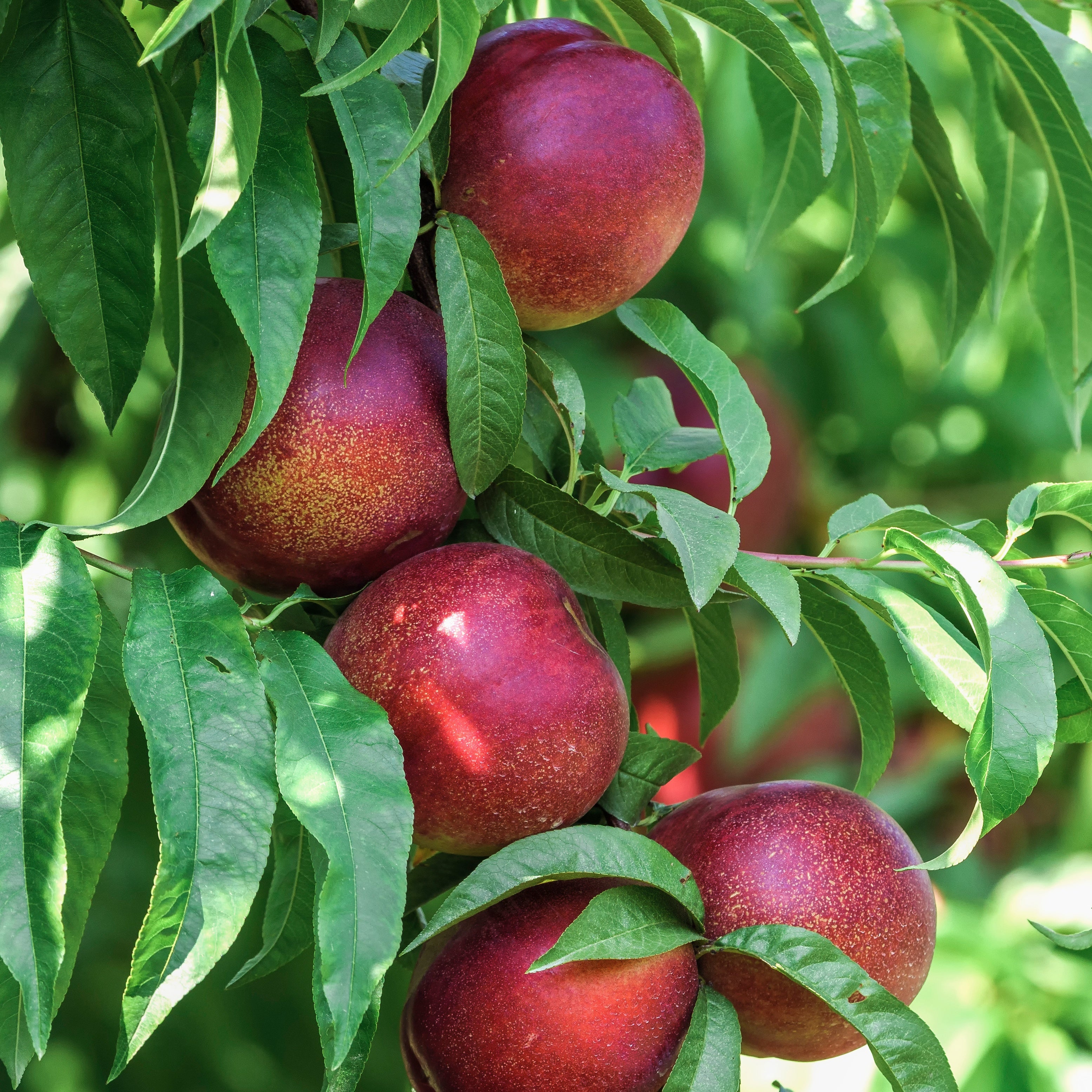 Nectarine 'Big Top'