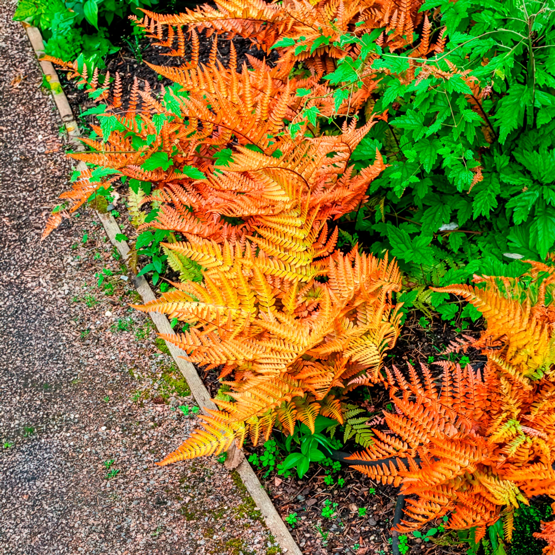 Roze Niervaren - Image 4