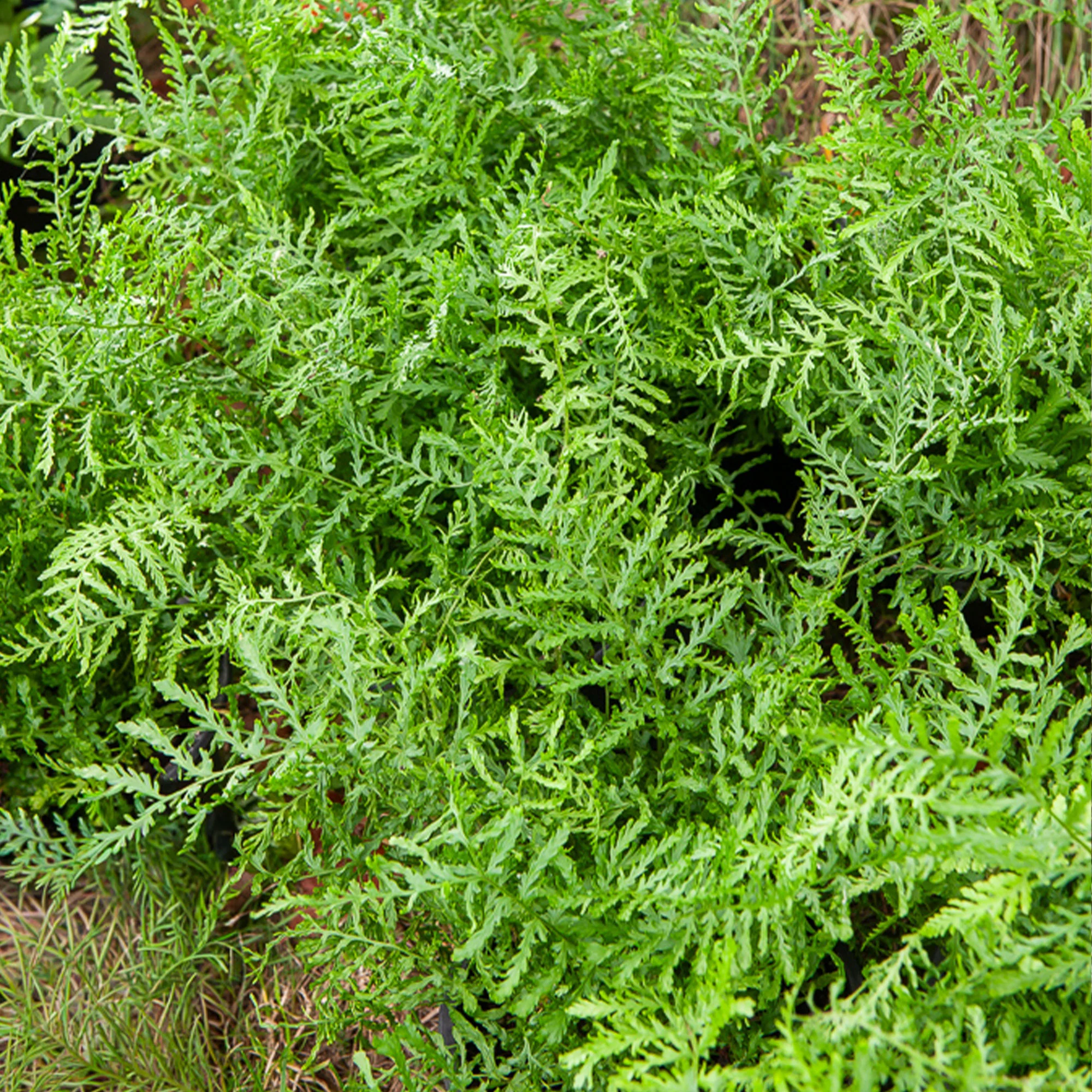 Niervaren Linearis Polydactyla