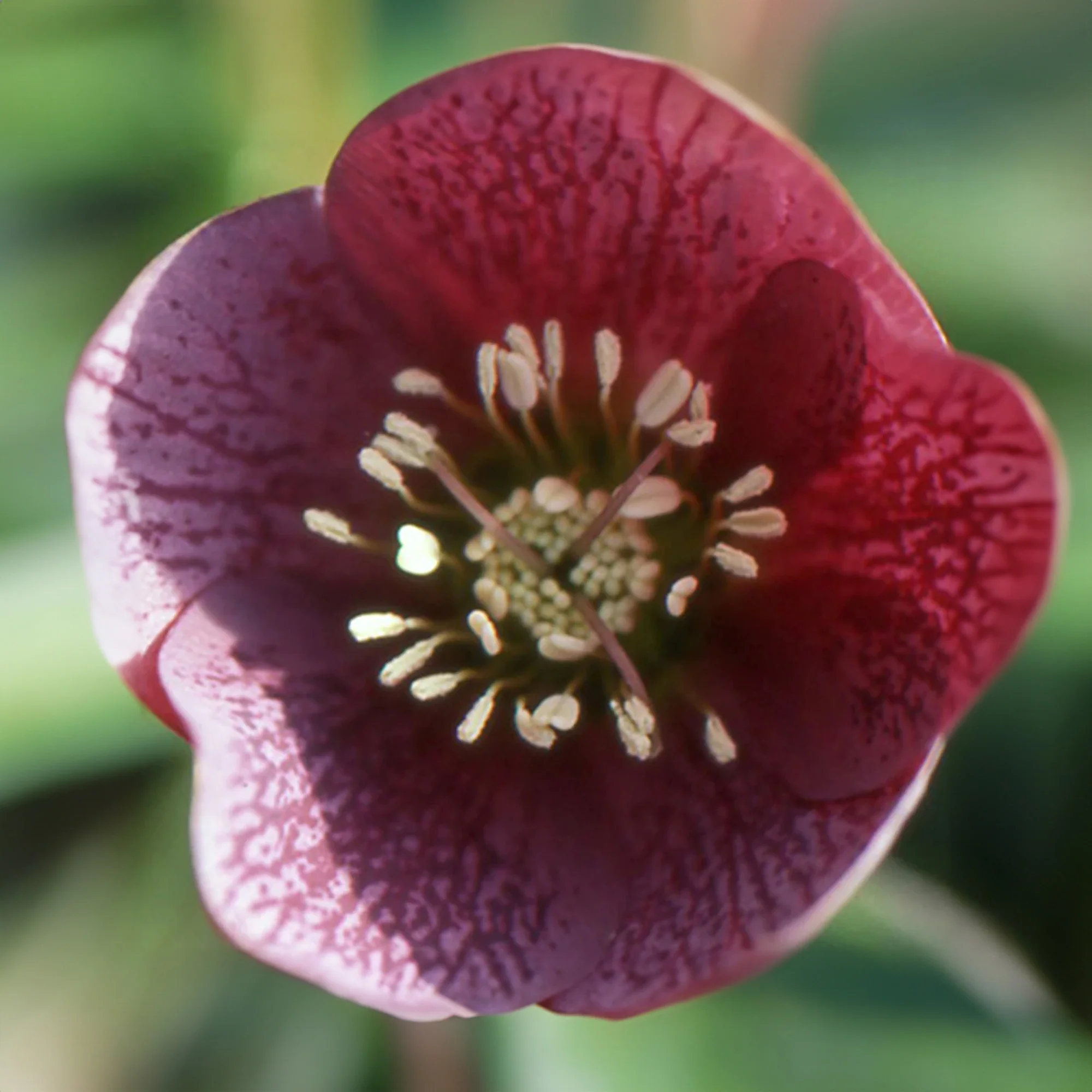 Nieskruid 'Red Hybrids' - Image 2