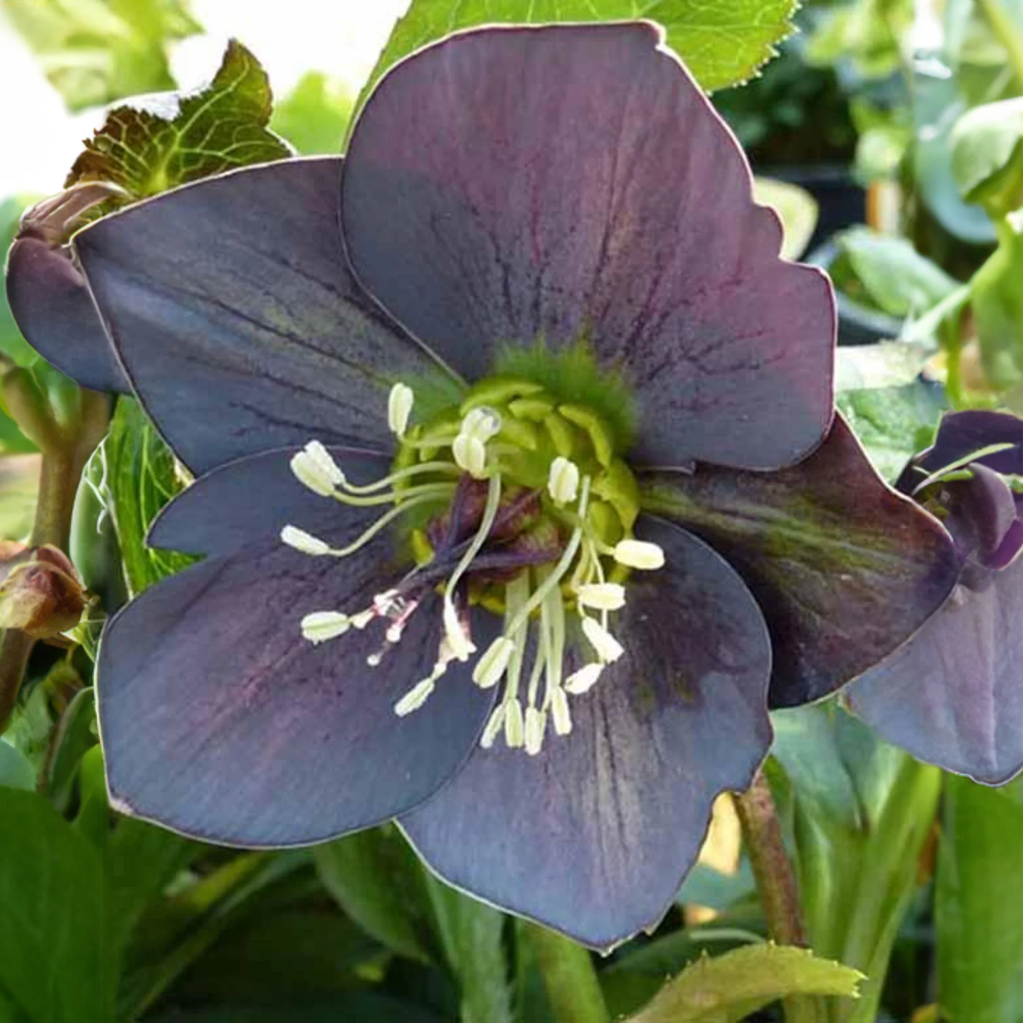 Nieskruid 'Slaty Blue'