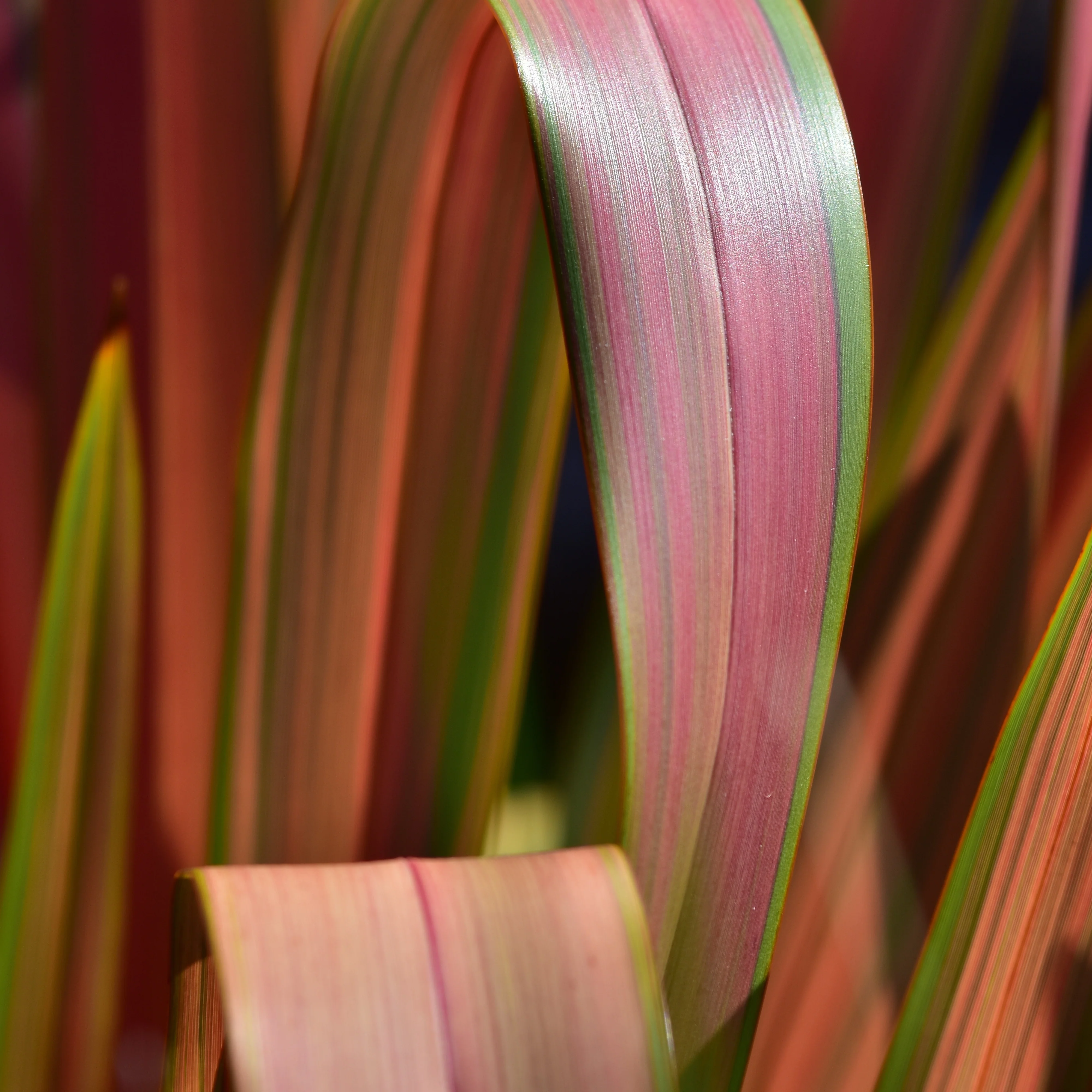 Nieuw Zeelands vlas 'Rainbow Queen'