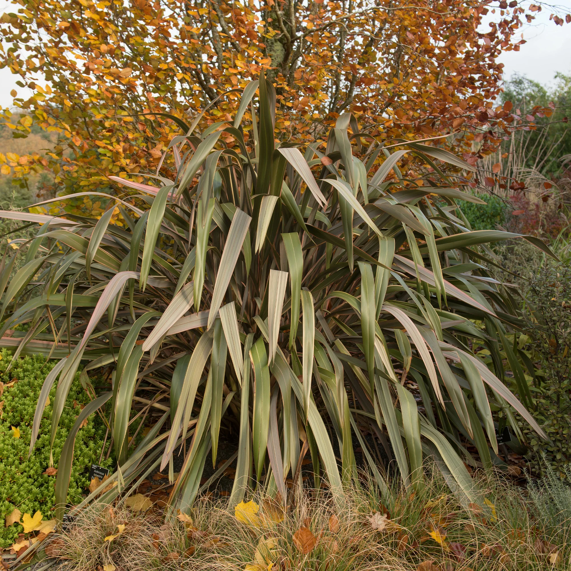 Nieuw-Zeelands vlas - Phormium