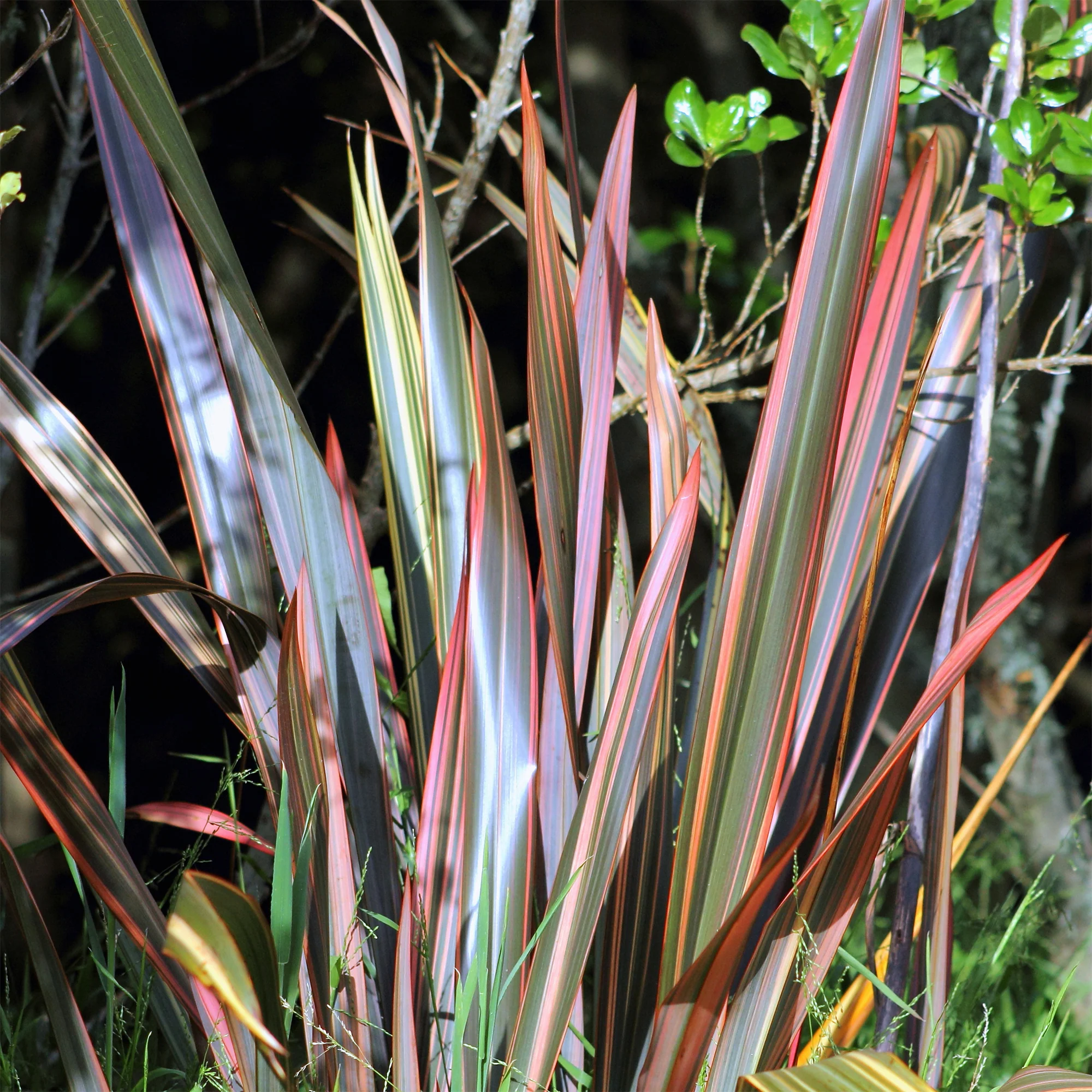Miniatuur 2