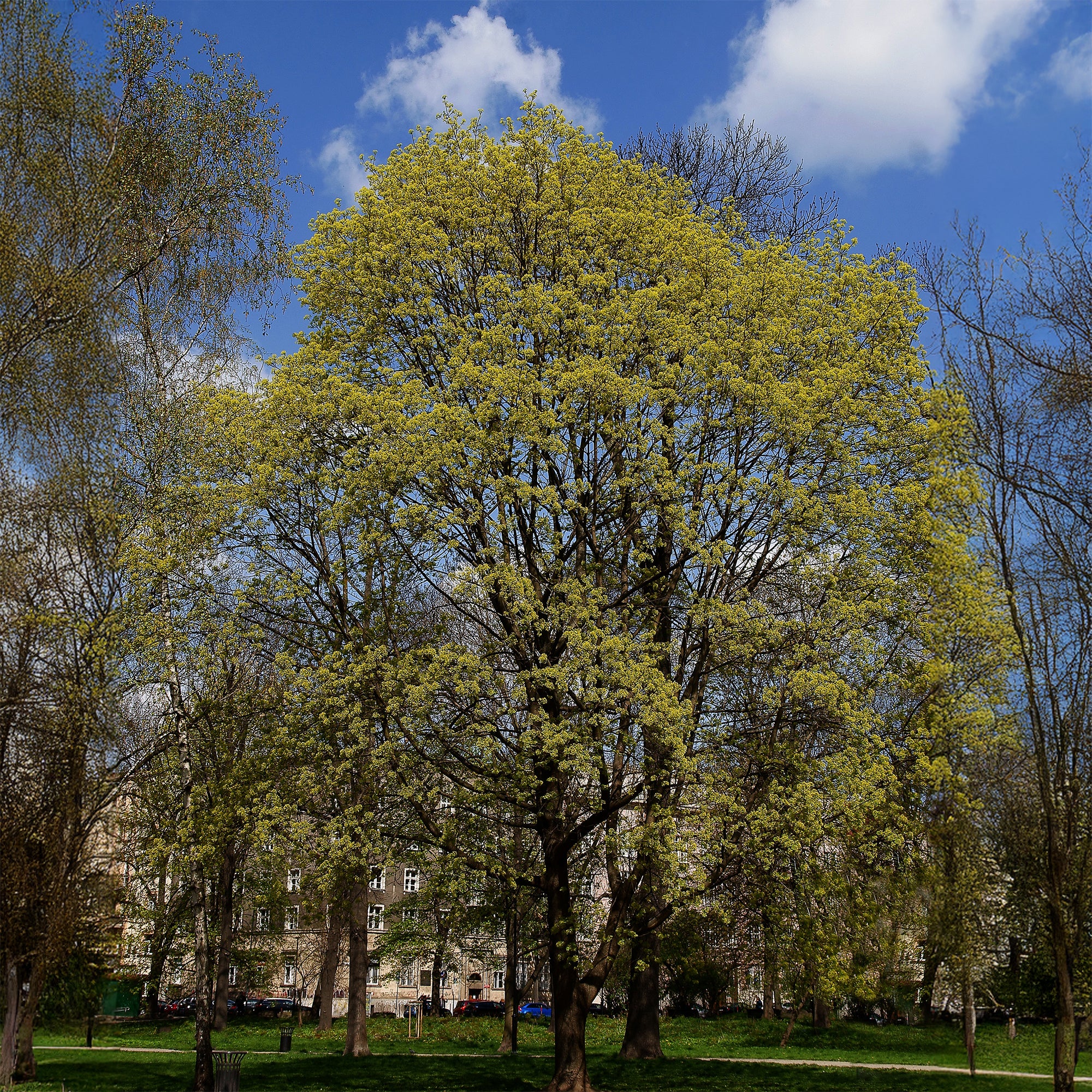 Noorse esdoorn