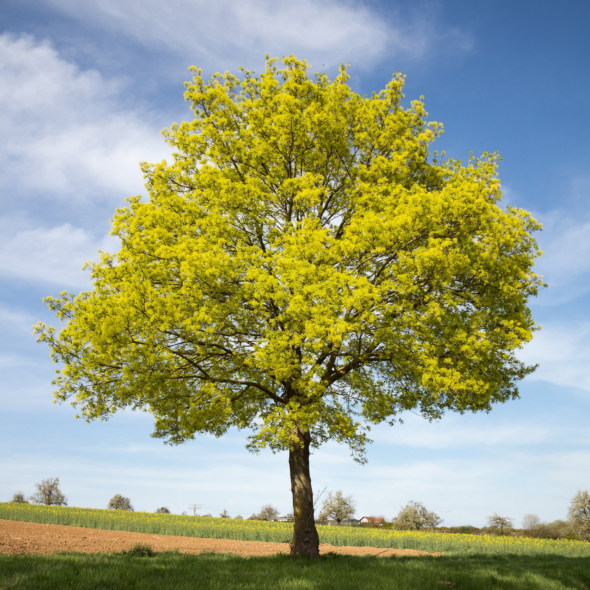 Noorse esdoorn - Image 2