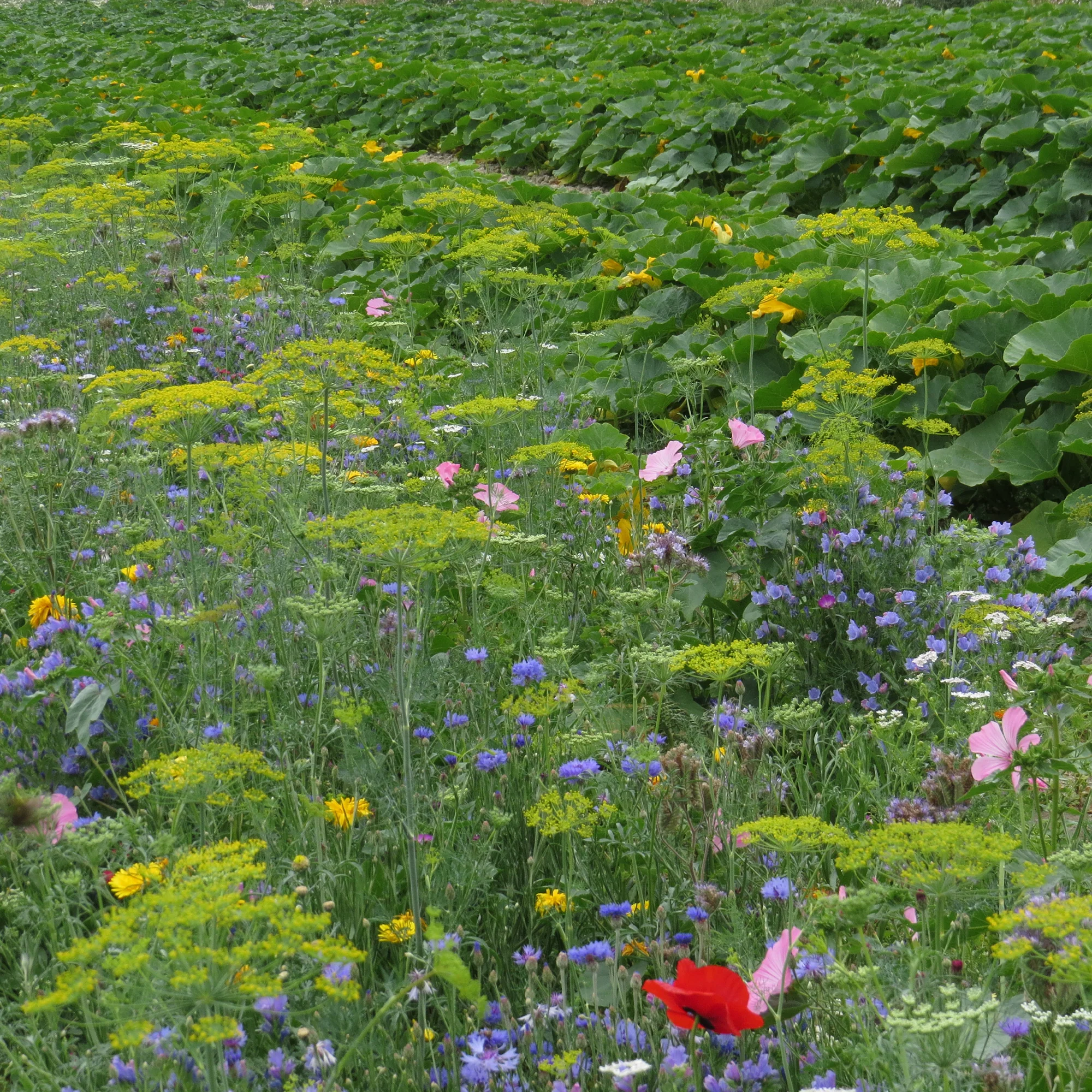 Nuttige bloemen voor moestuin