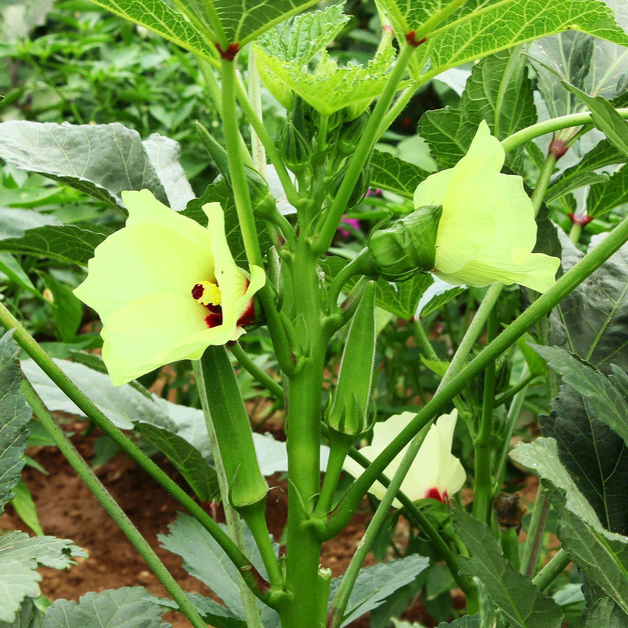 Okra - Image 4