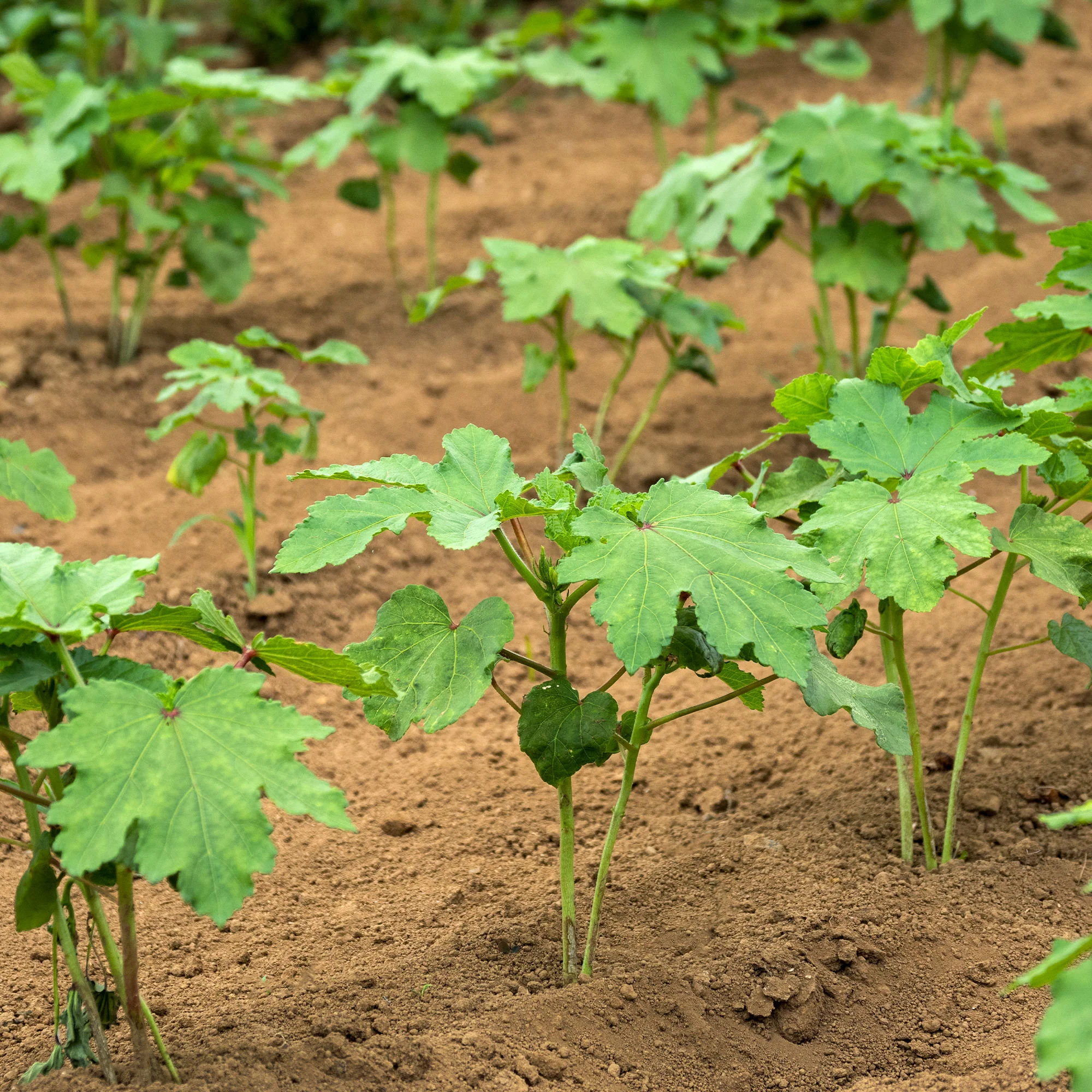 Okra - Image 5