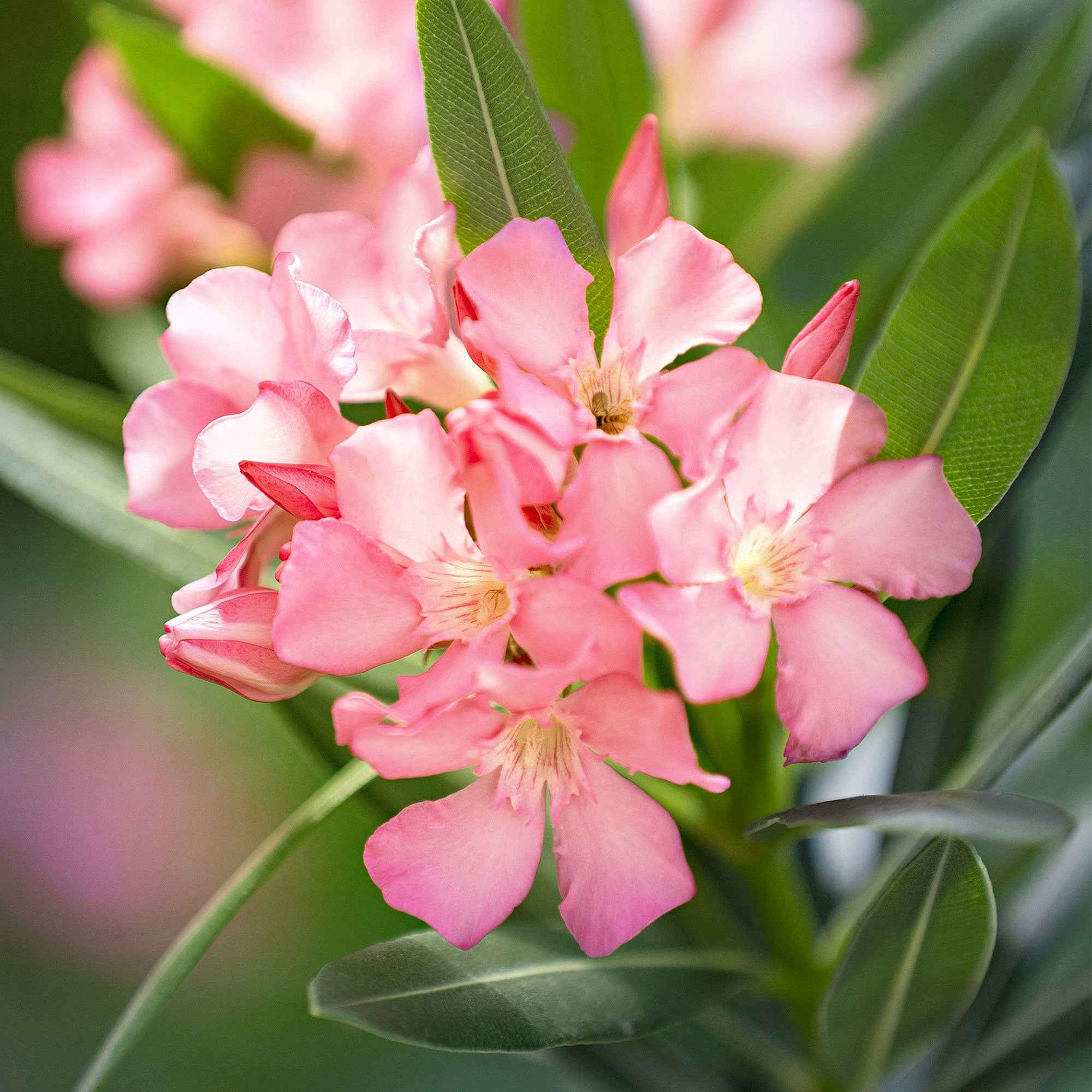 Oleander - Image 2