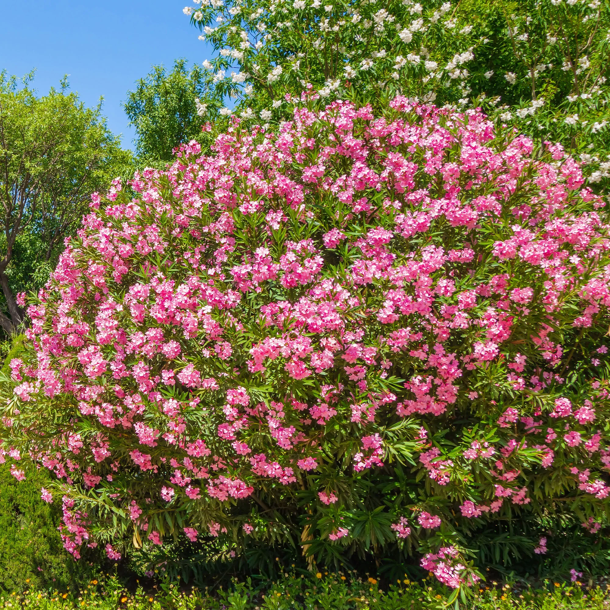 Oleander - Image 3