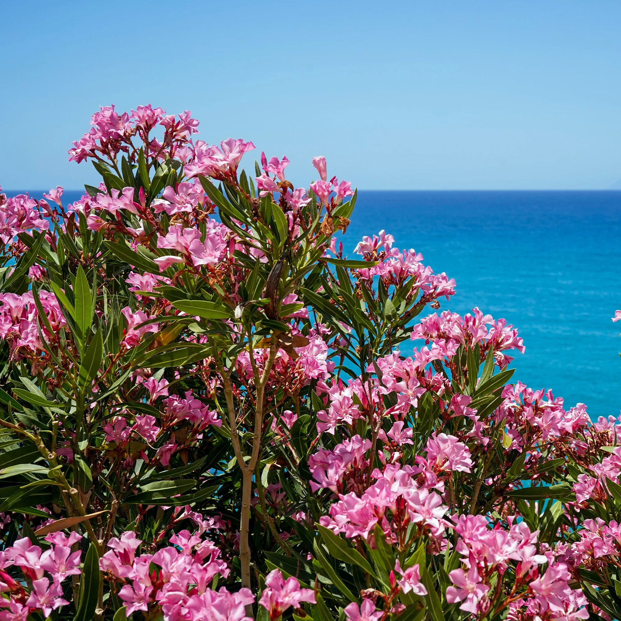 Oleander - Image 4