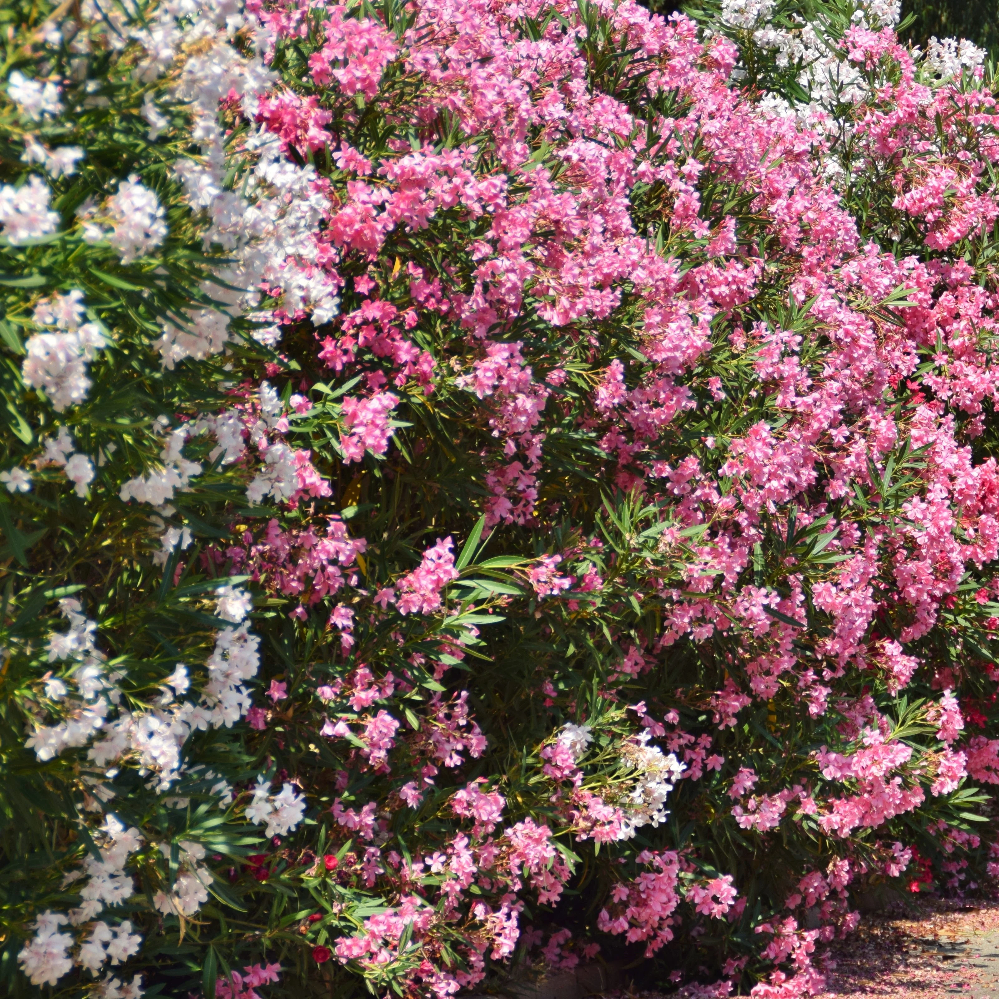 Oleander - Image 5