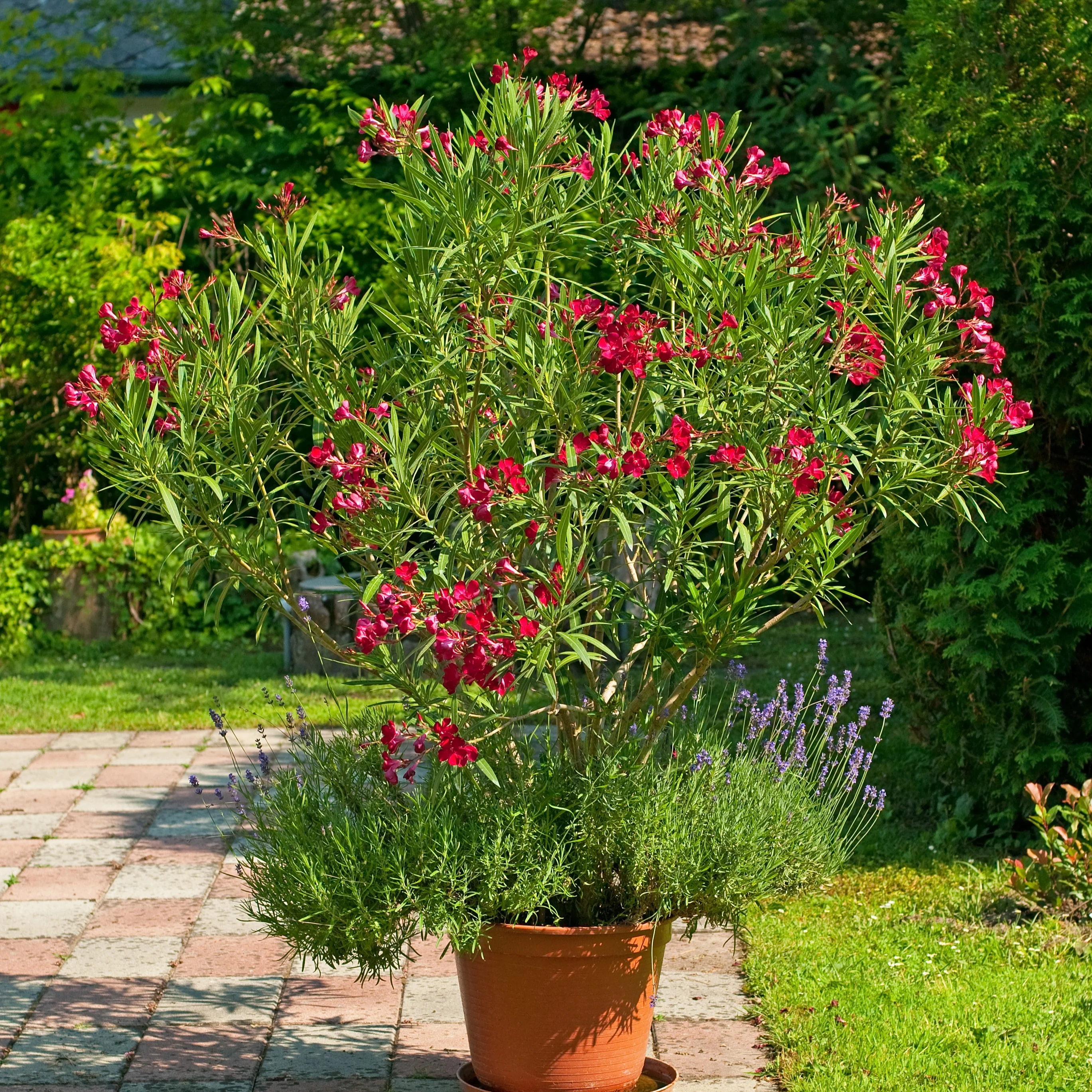 Oleander red