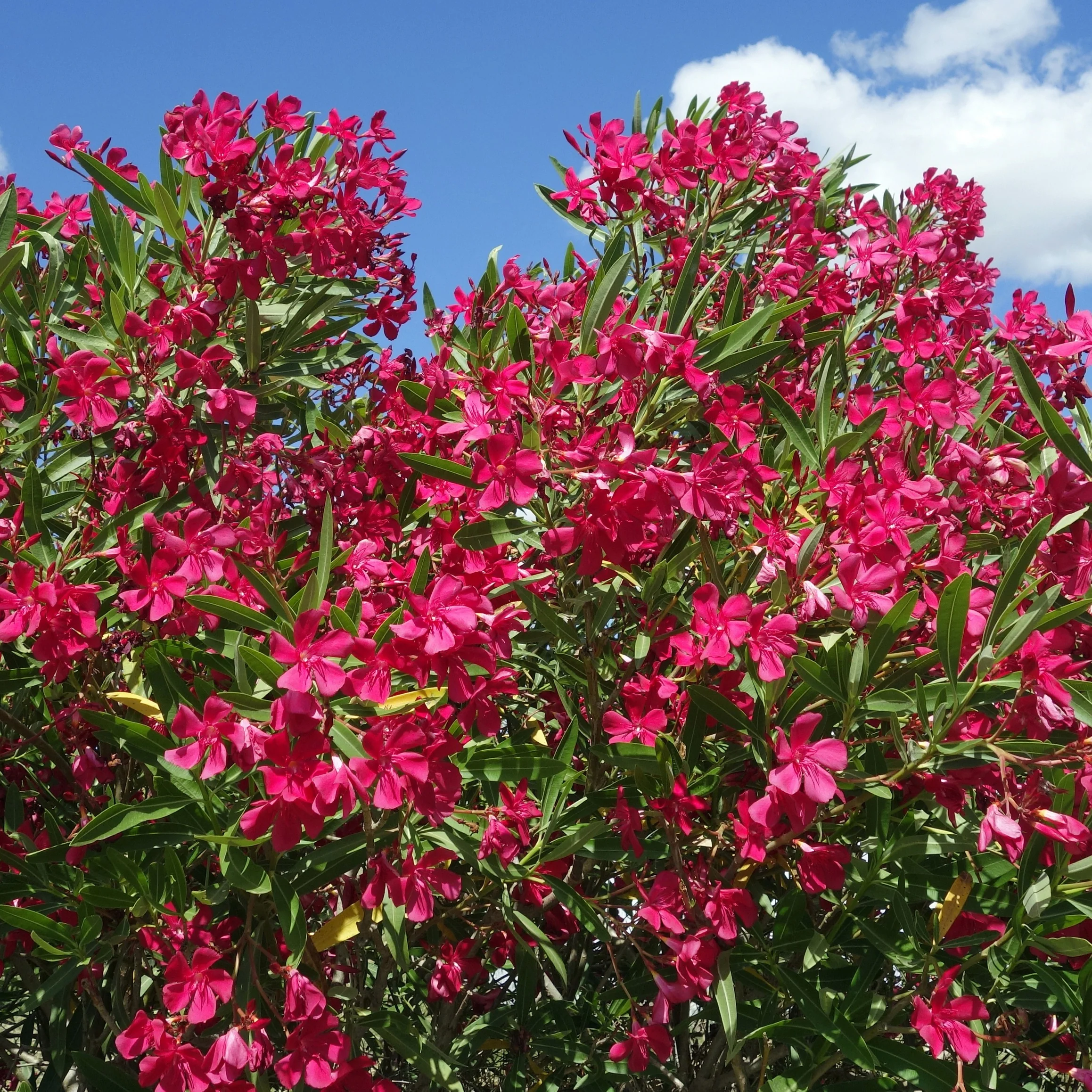 Oleander red - Image 2