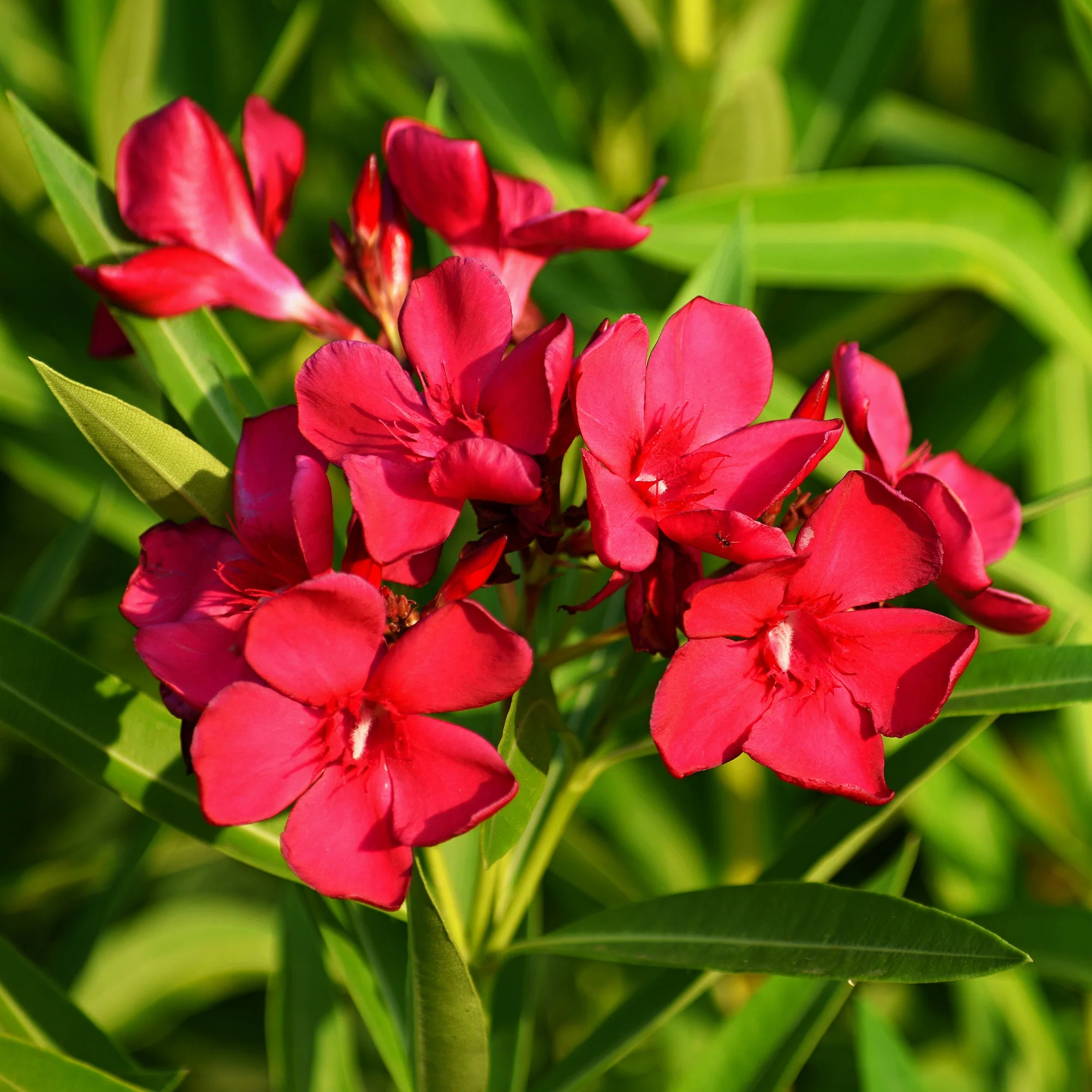 Oleander red - Image 3