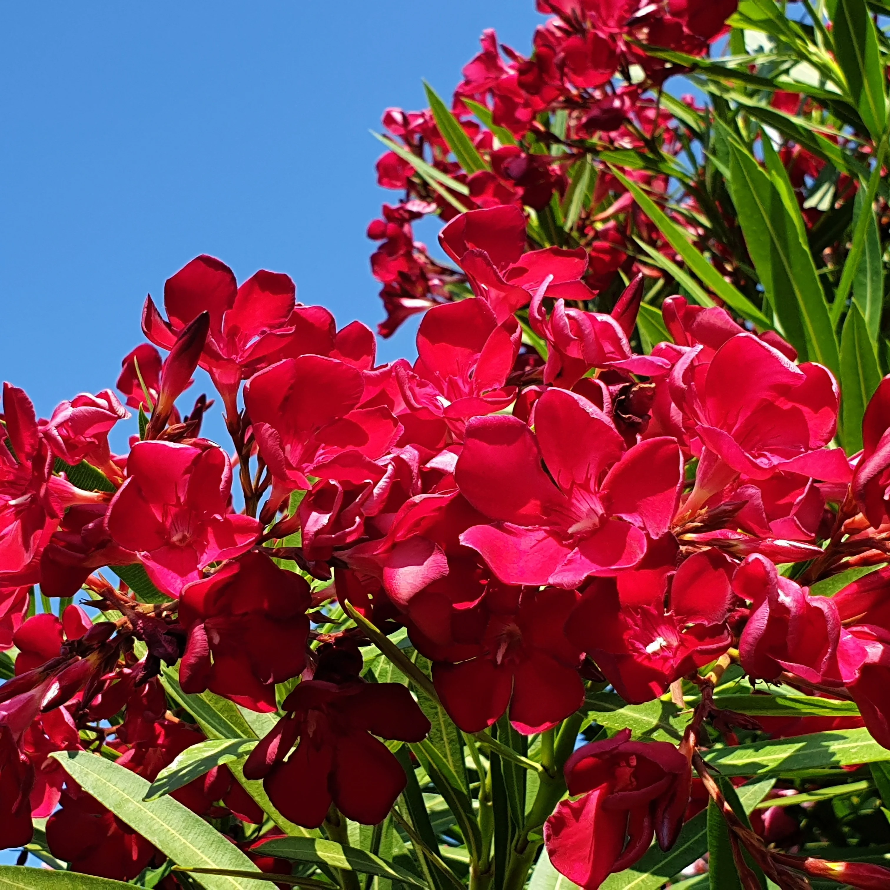 Oleander red - Image 4