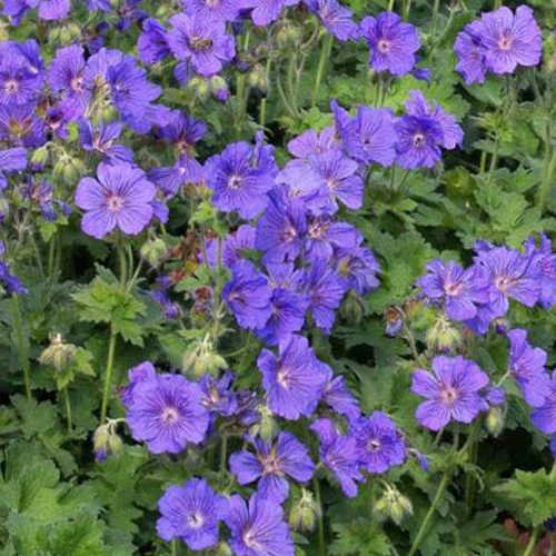 Ooievaarsbek Anemoneflorum