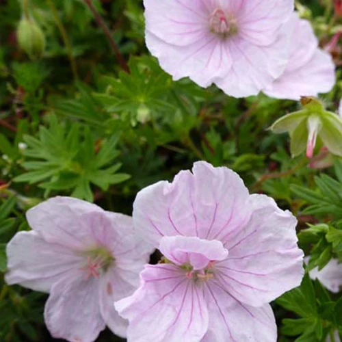 Ooievaarsbek Apfelblüte