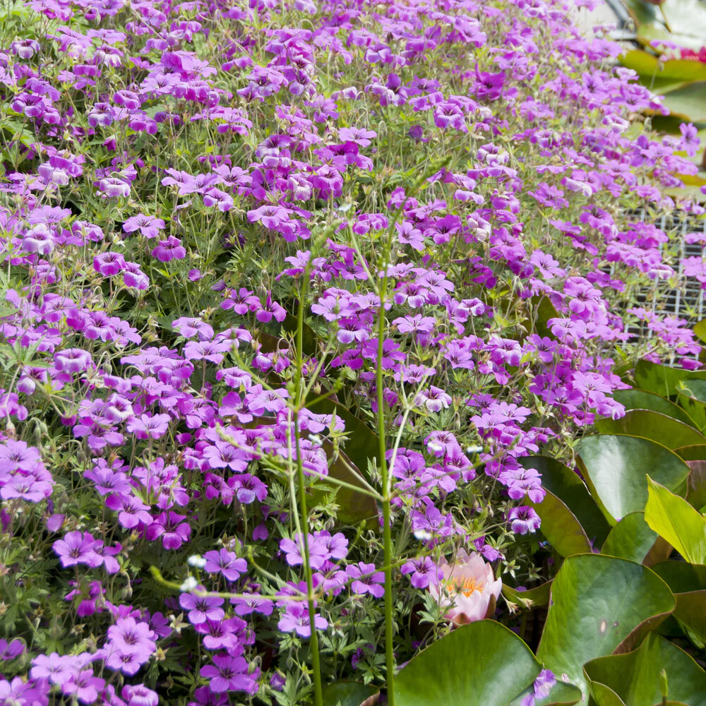 Ooievaarsbek Czakor - Image 3