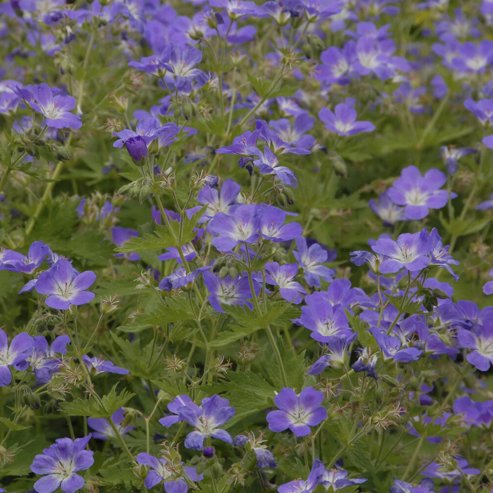 Ooievaarsbek Mayflower - Image 2