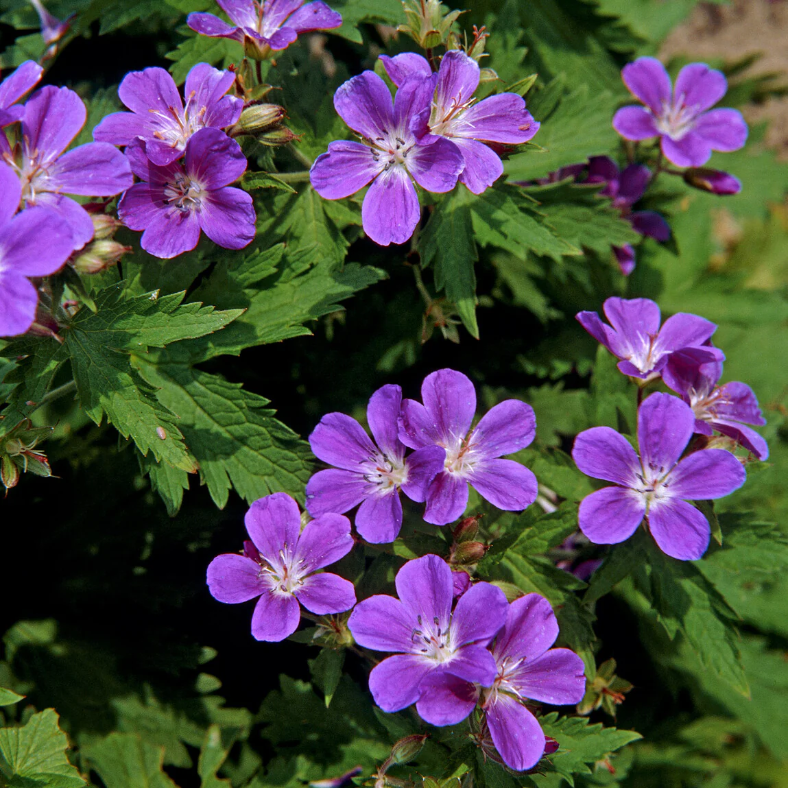 Ooievaarsbek Mayflower - Image 3