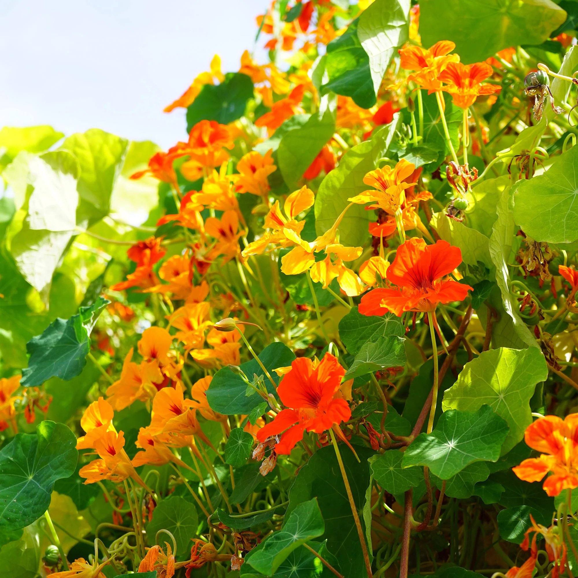 Oost-Indische kers 'Lobb'