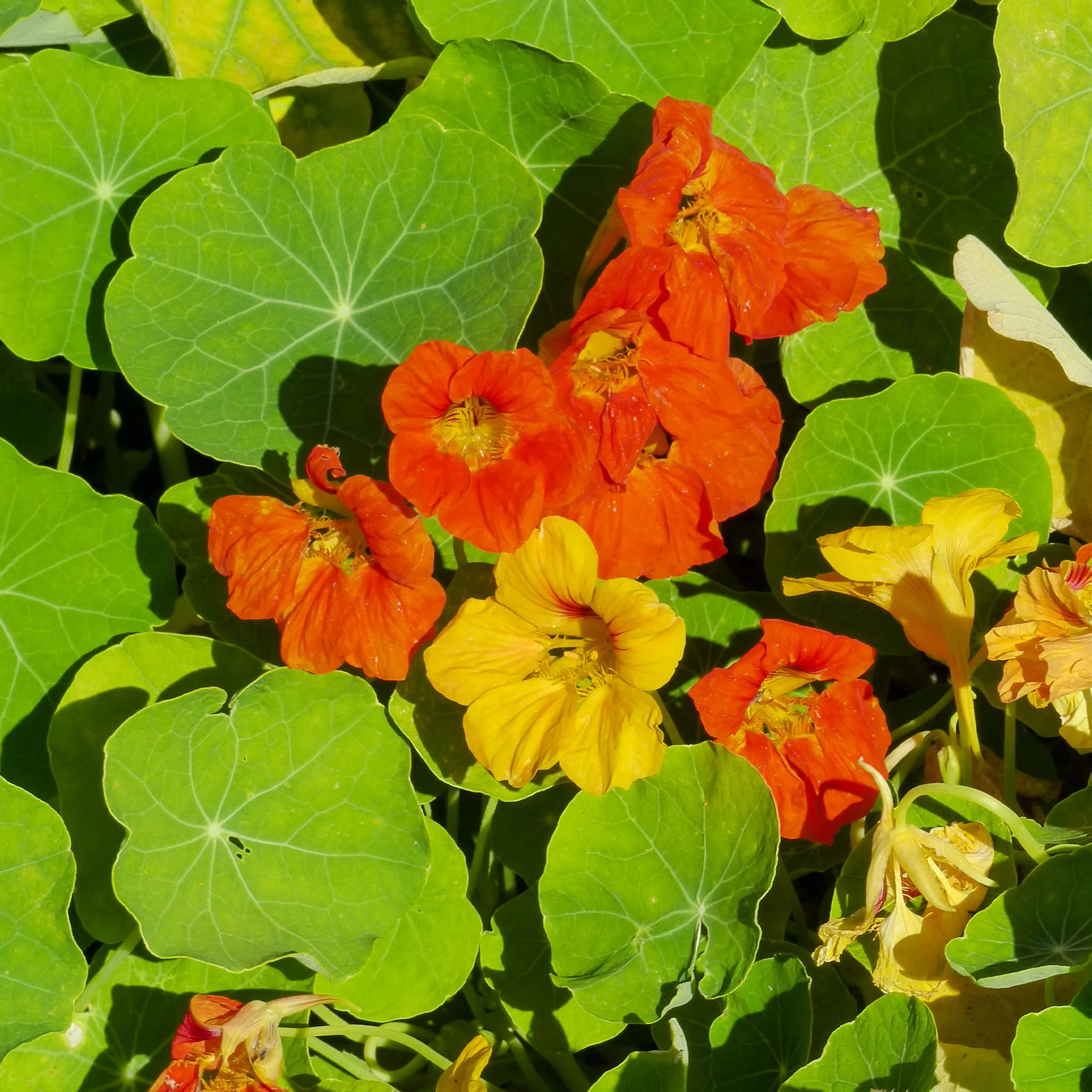 Oost-Indische kers Mix - Image 2