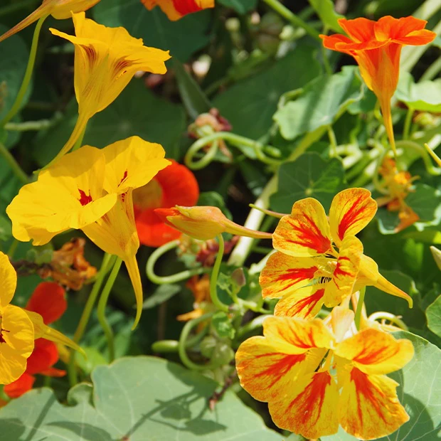 Oost-Indische kers Mix - Image 3