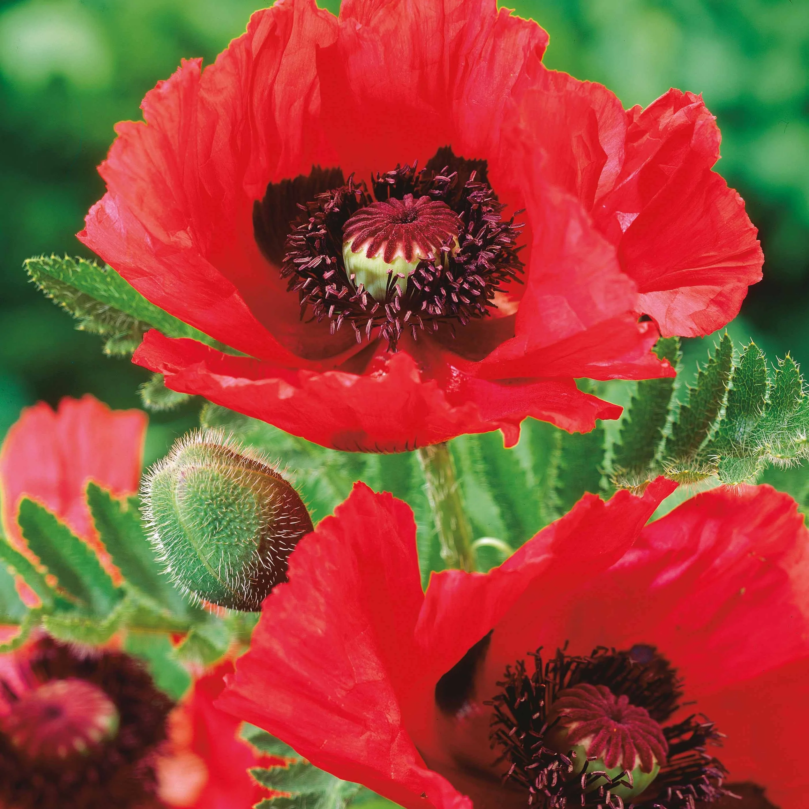 Oosterse watermeloen klaproos (x3)