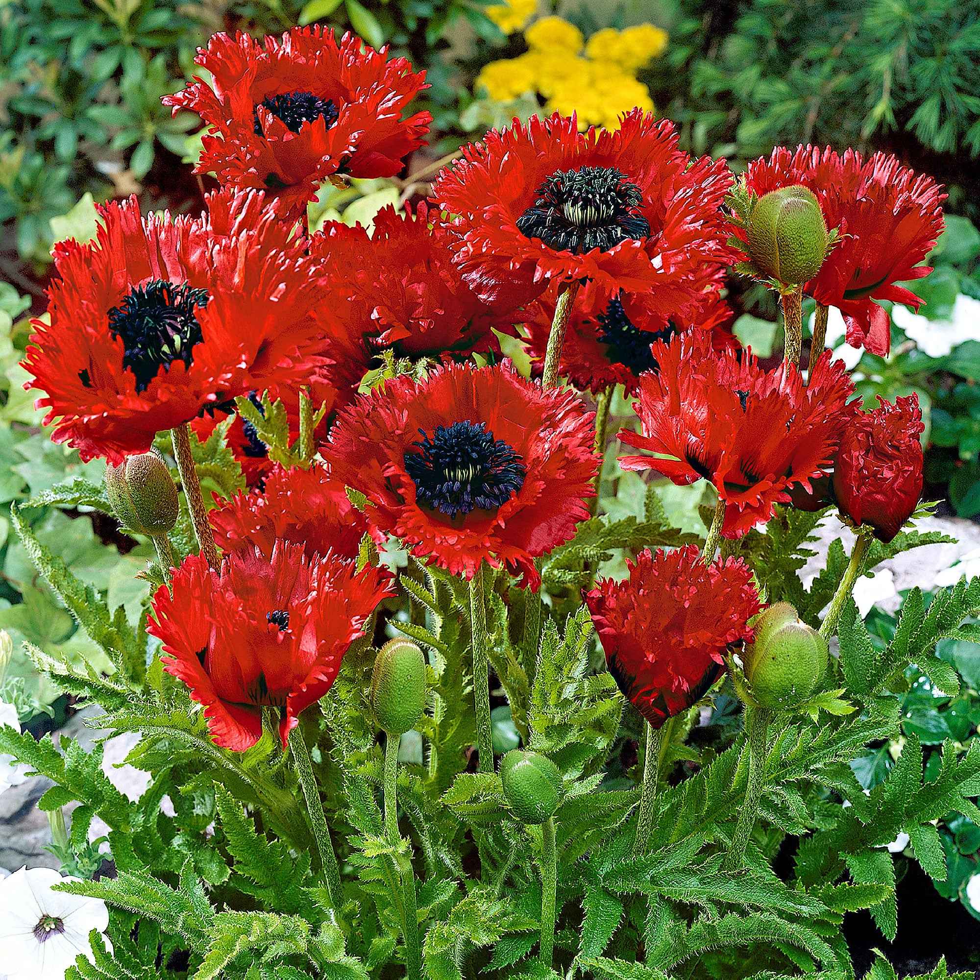 Miniatuur 1