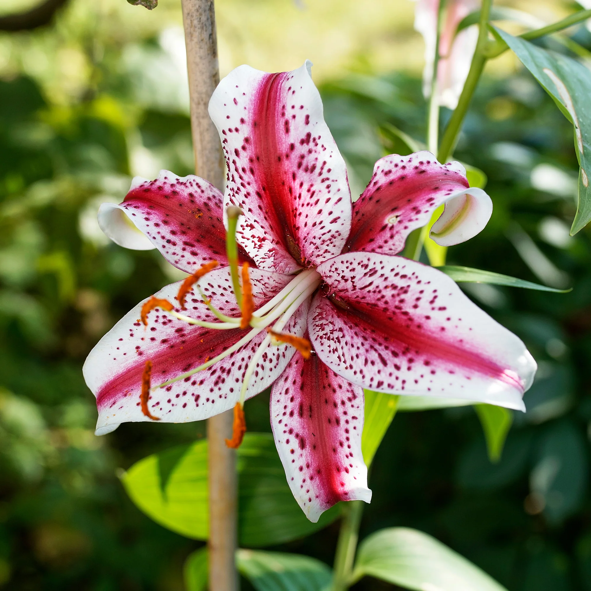 Oosterse Lelie Star Gazer - Image 2