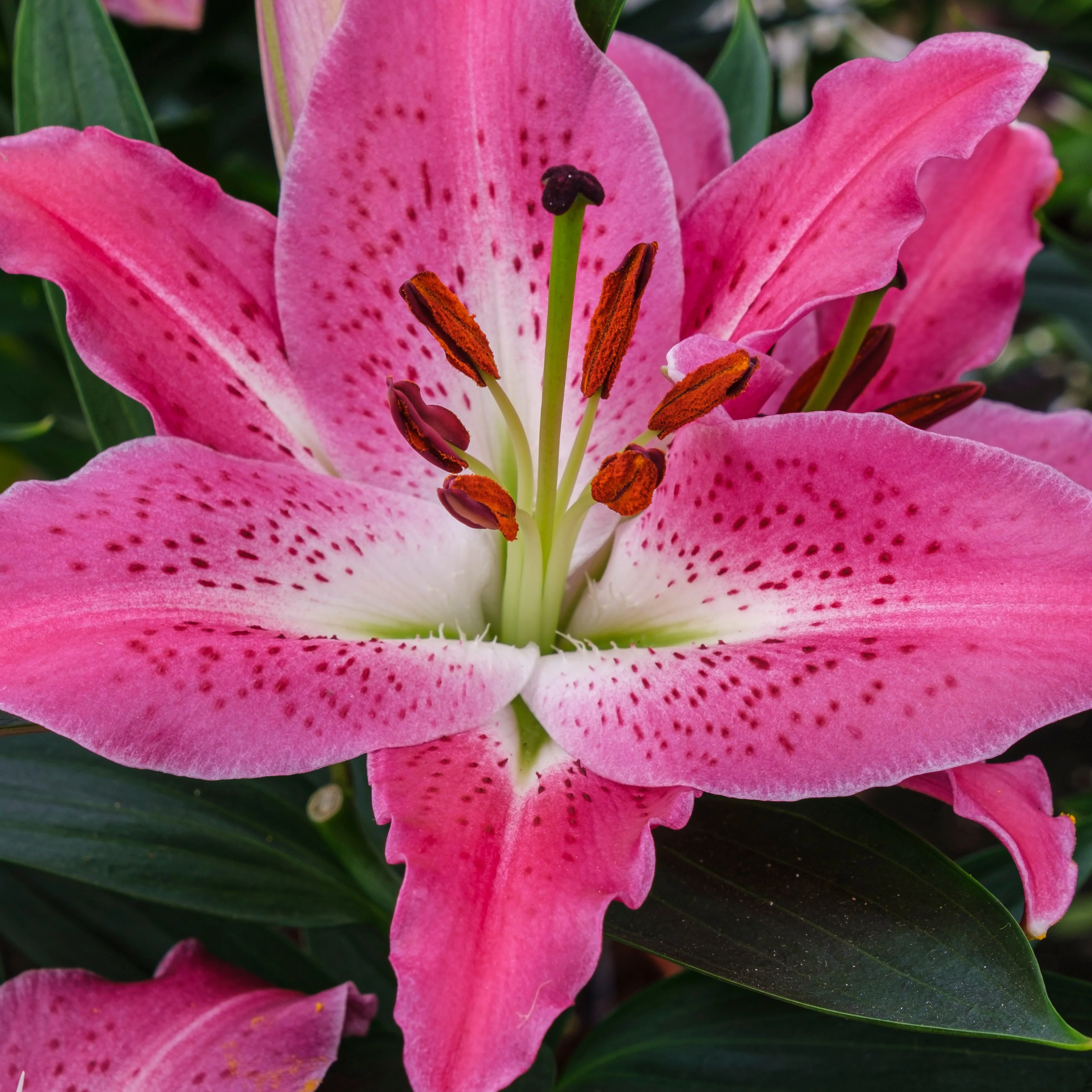 Oosterse Lelie Star Gazer - Image 3