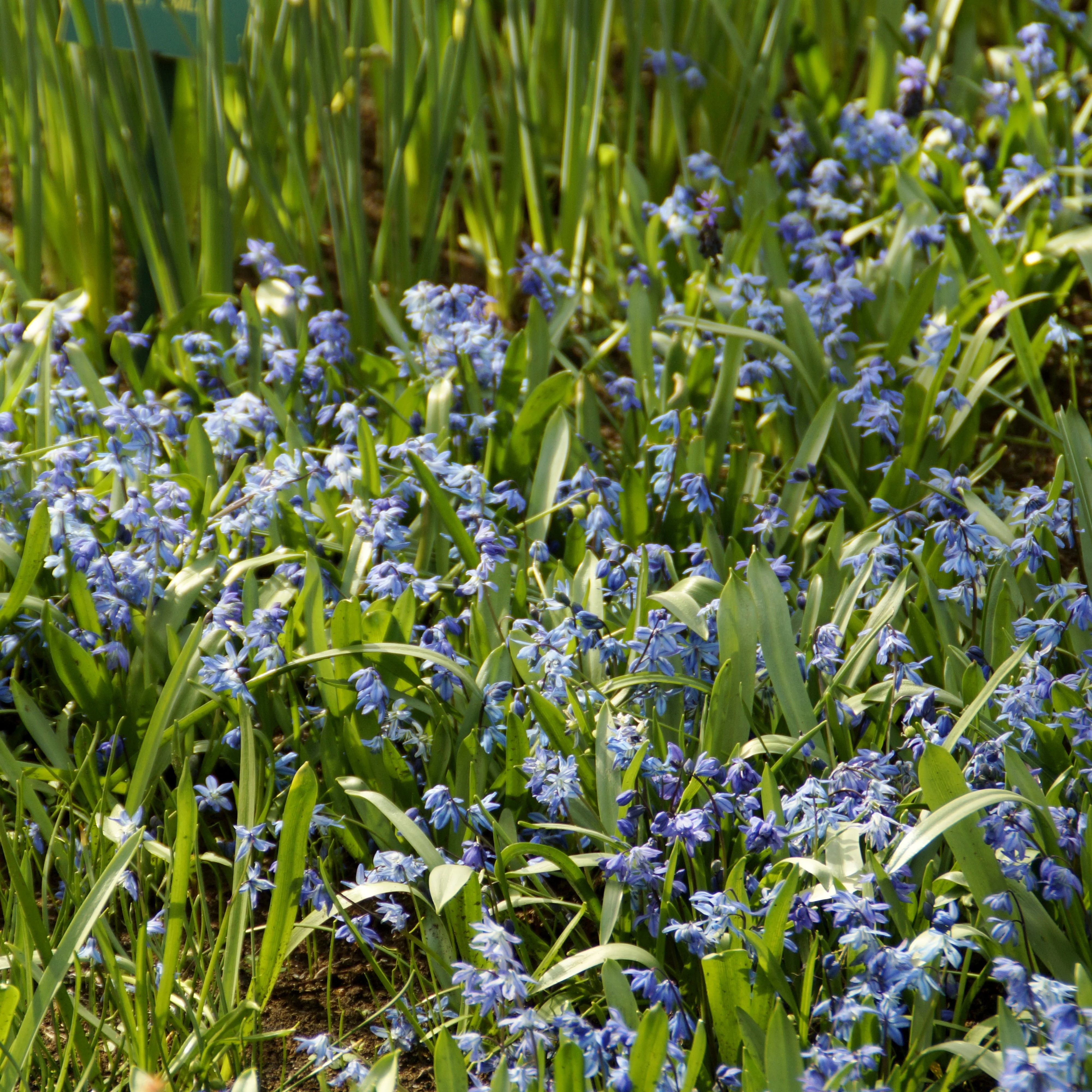 Oosterse sterhyacint - Image 7