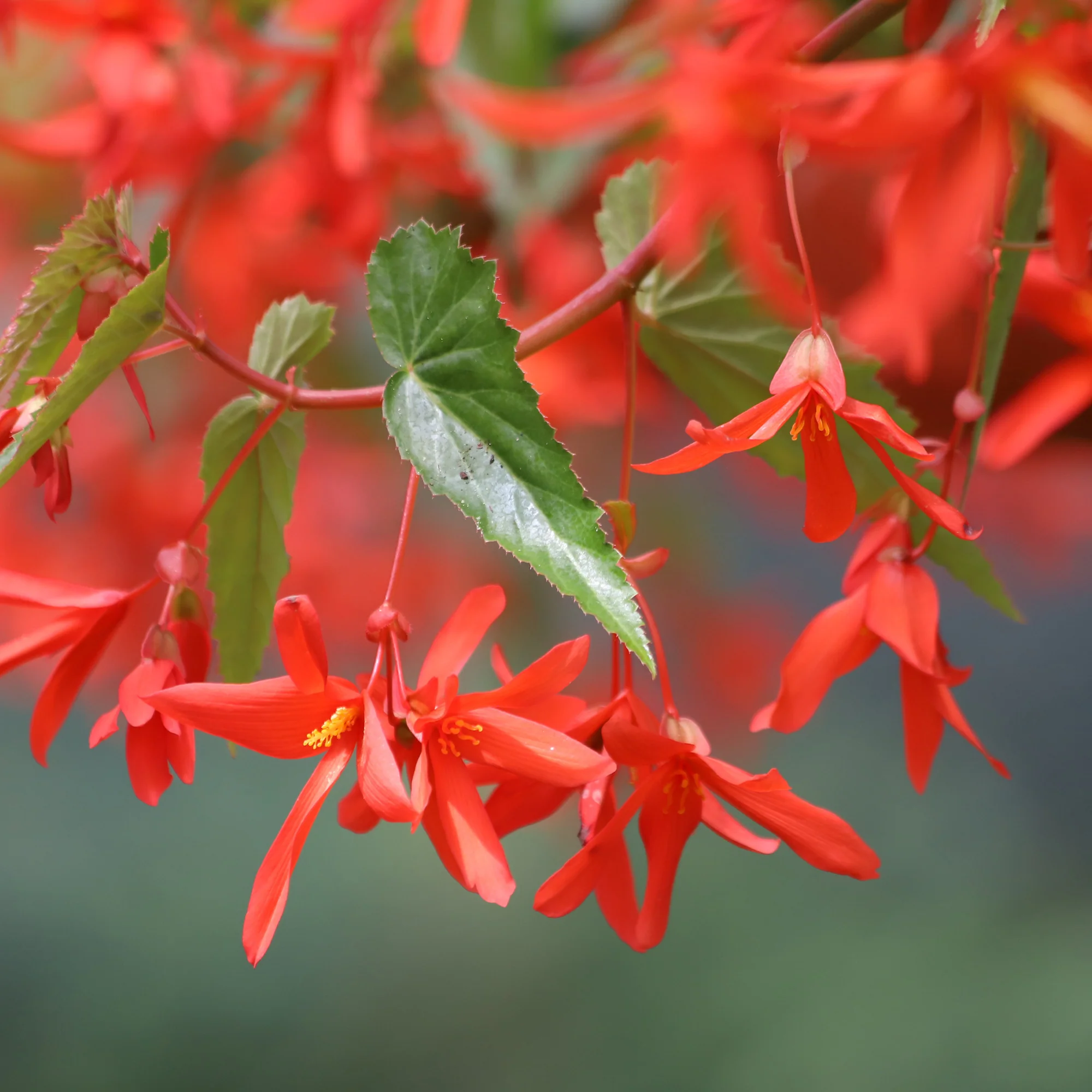 Oranje hangbegonia - Image 2