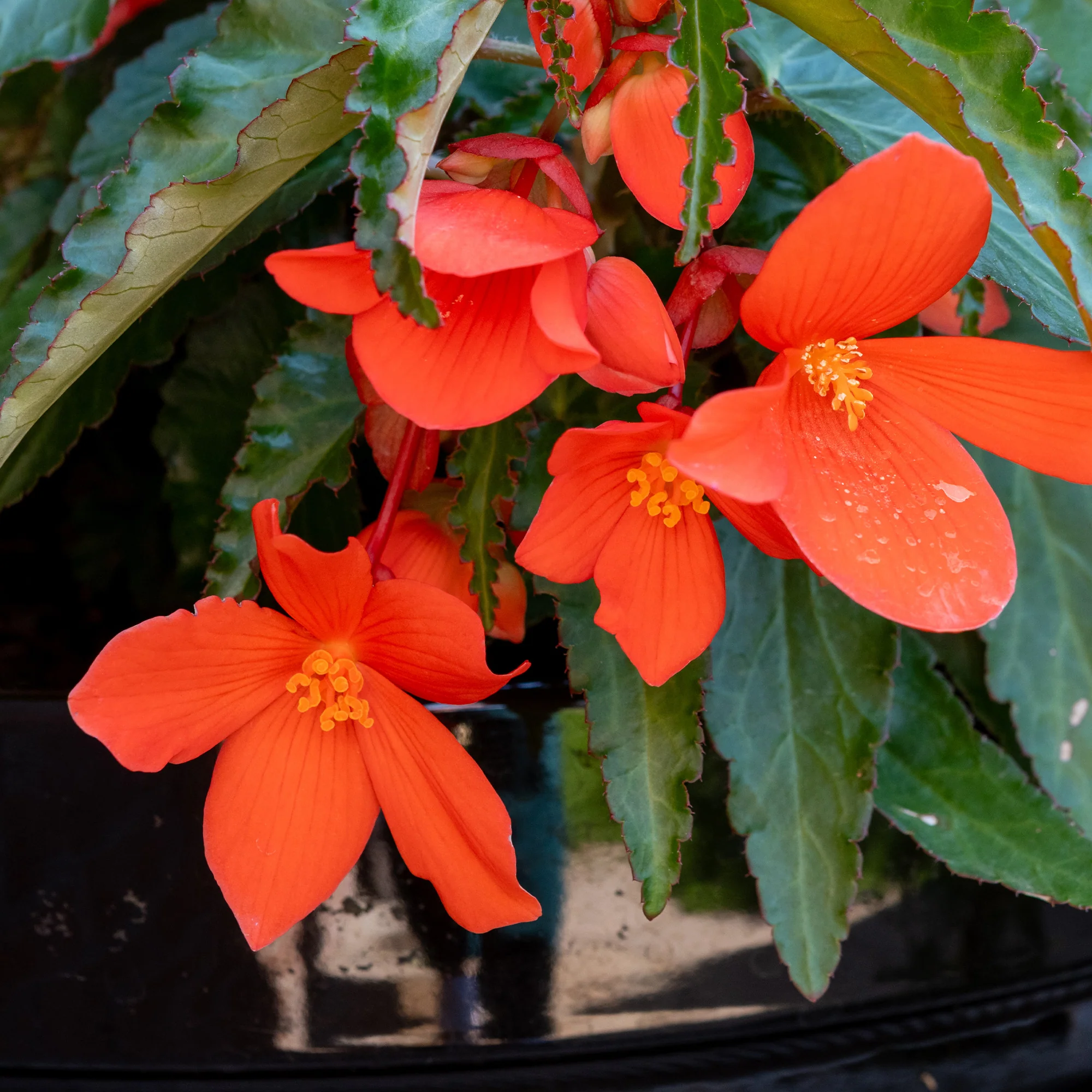 Oranje hangbegonia - Image 3