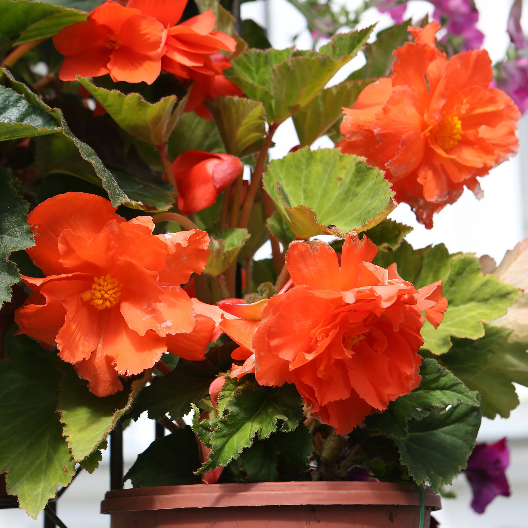 Oranje Knolbegonia