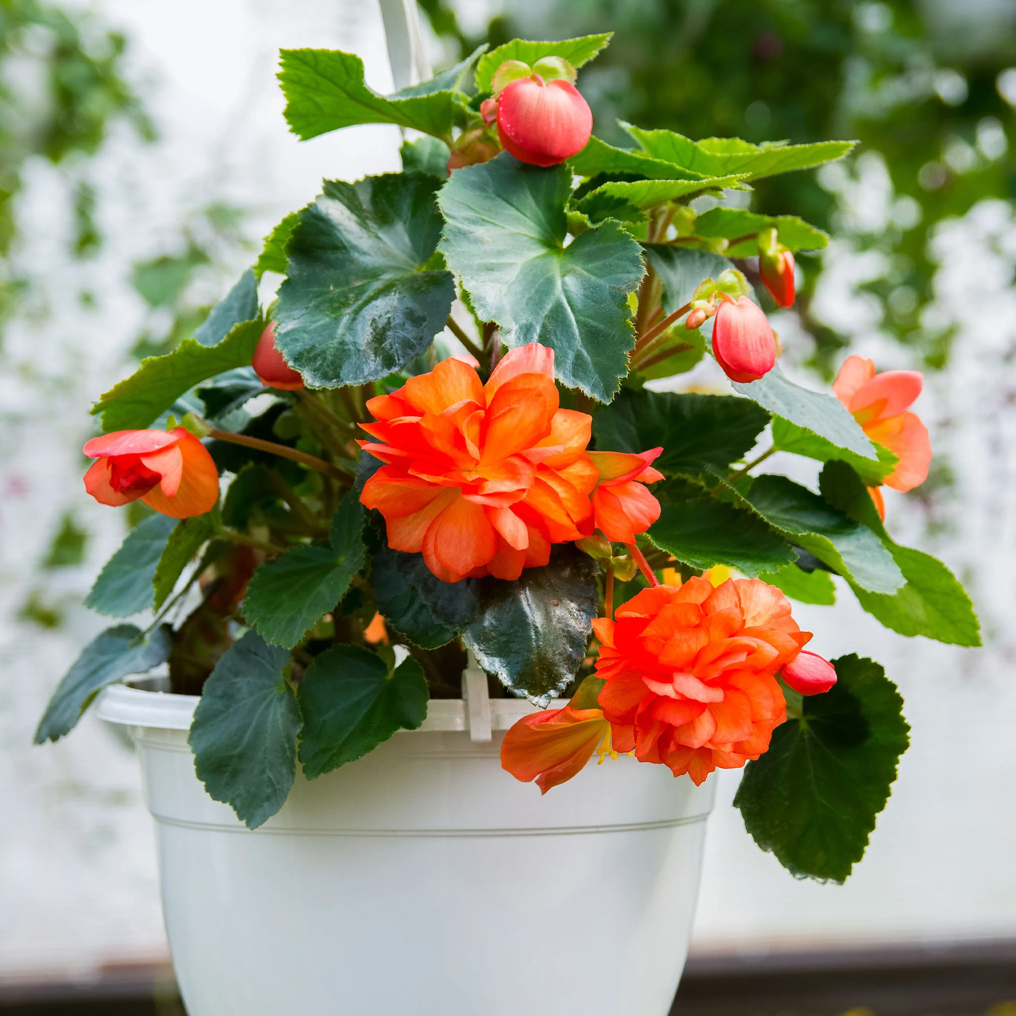 Oranje Knolbegonia - Image 2