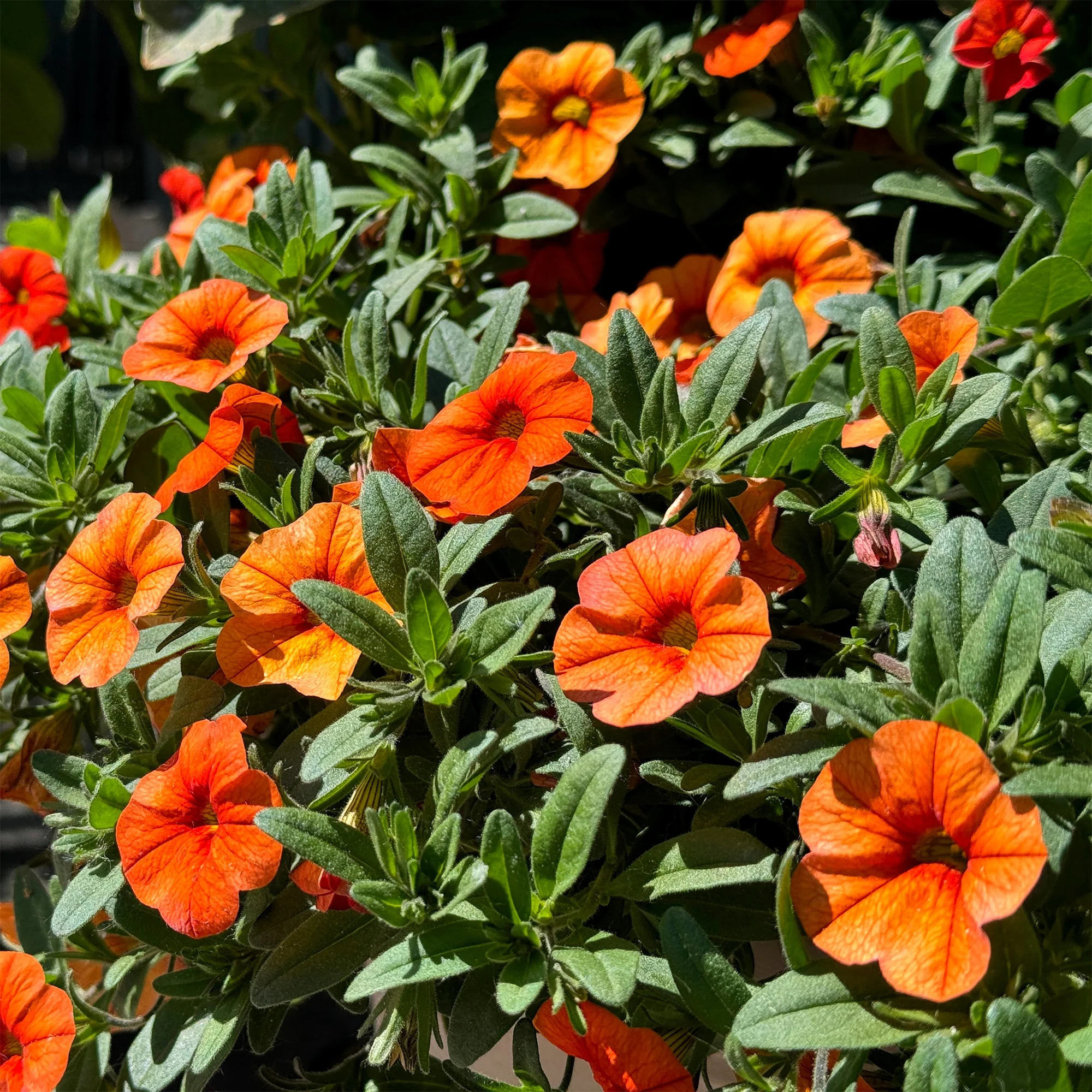Oranje mini-petunia  (x3)