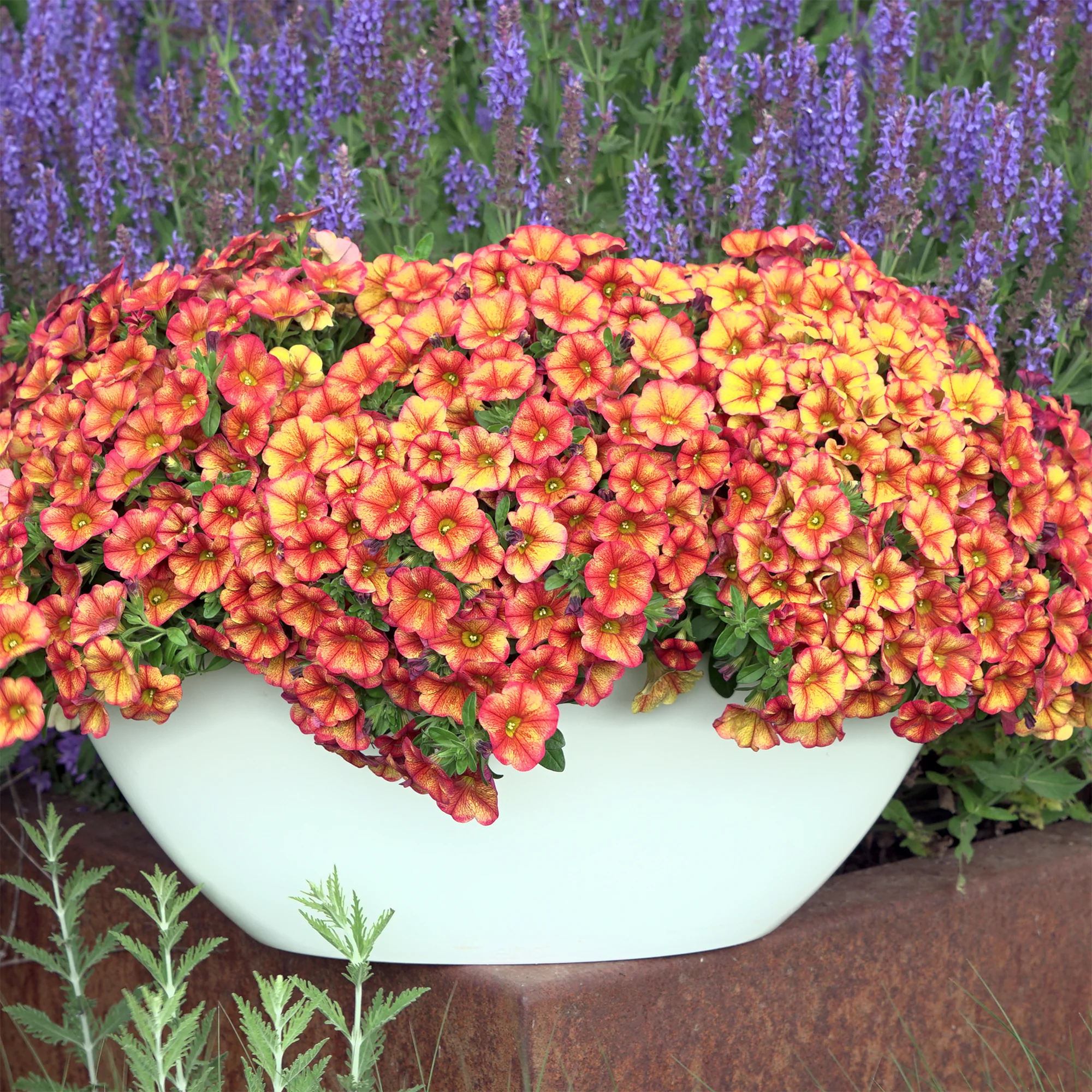 Oranje mini-petunia  (x3) - Image 2
