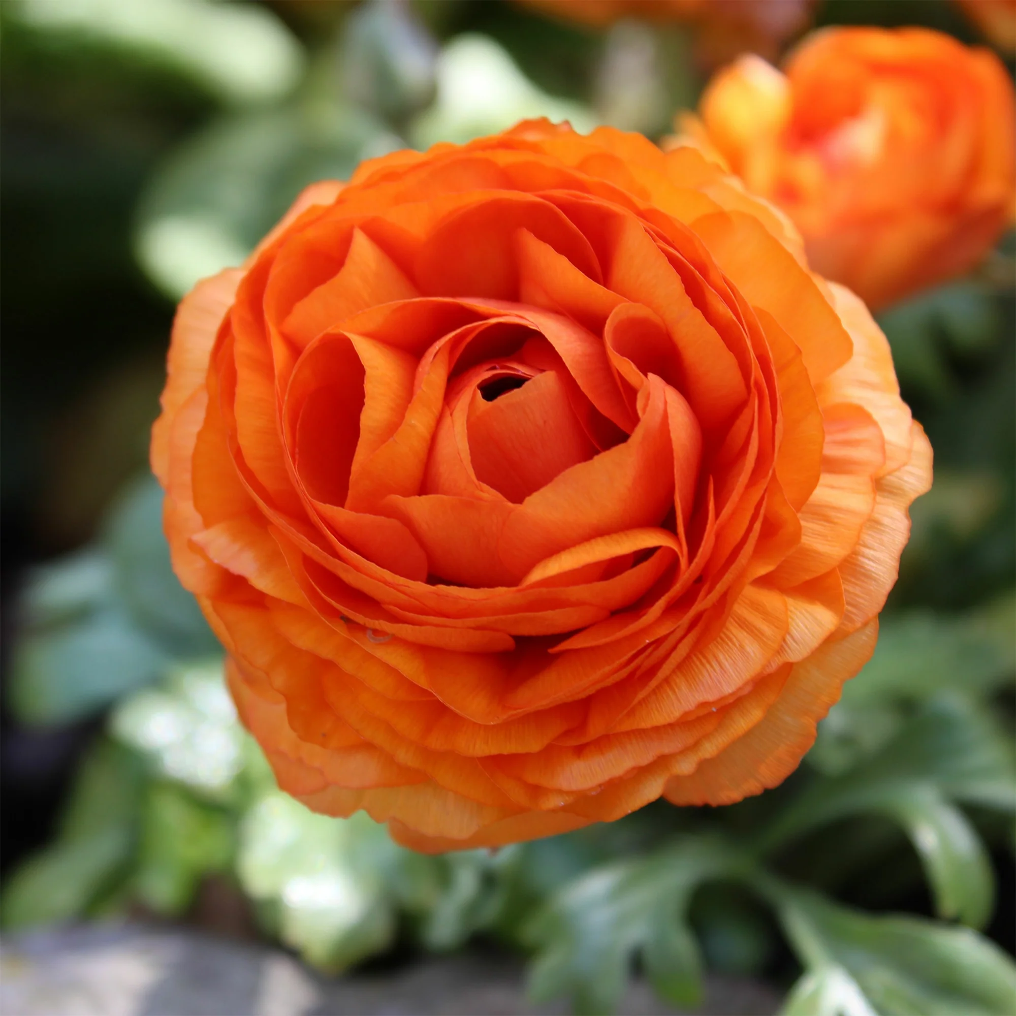 Oranje ranonkel (10x)