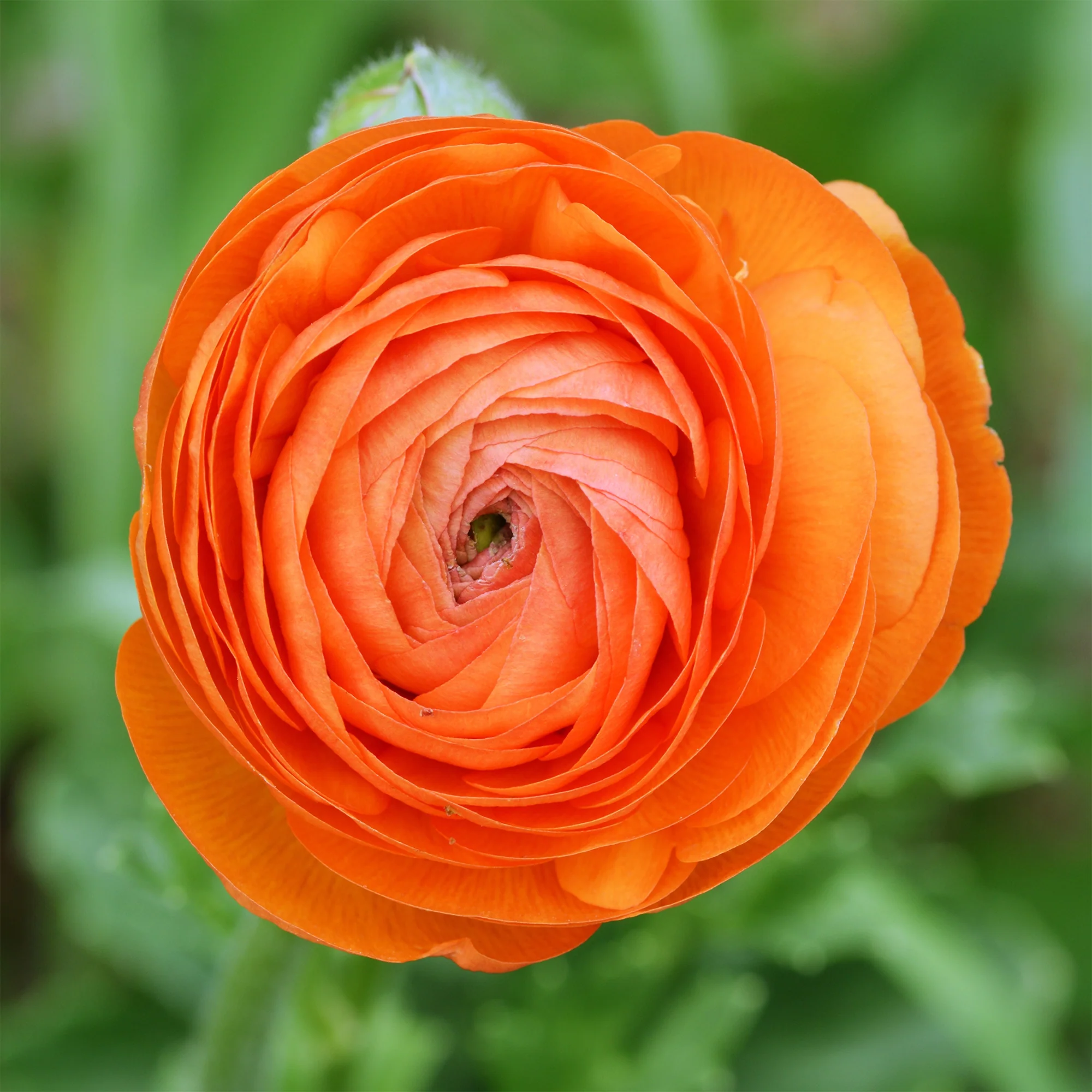 Oranje ranonkel (10x) - Image 2