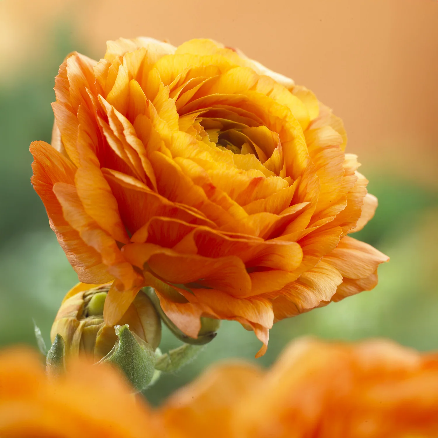 Oranje ranonkel (10x) - Image 3