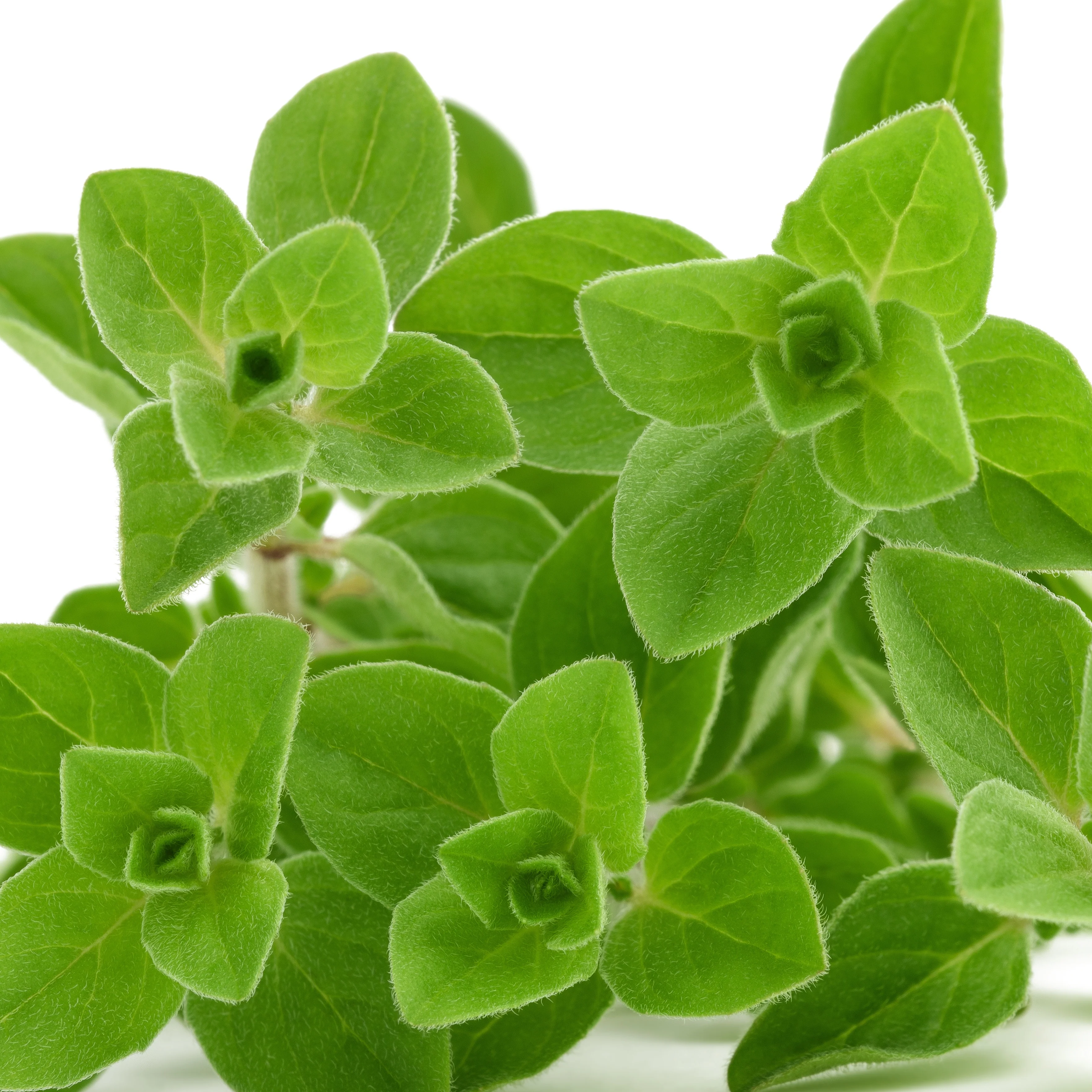 Oregano - Image 2