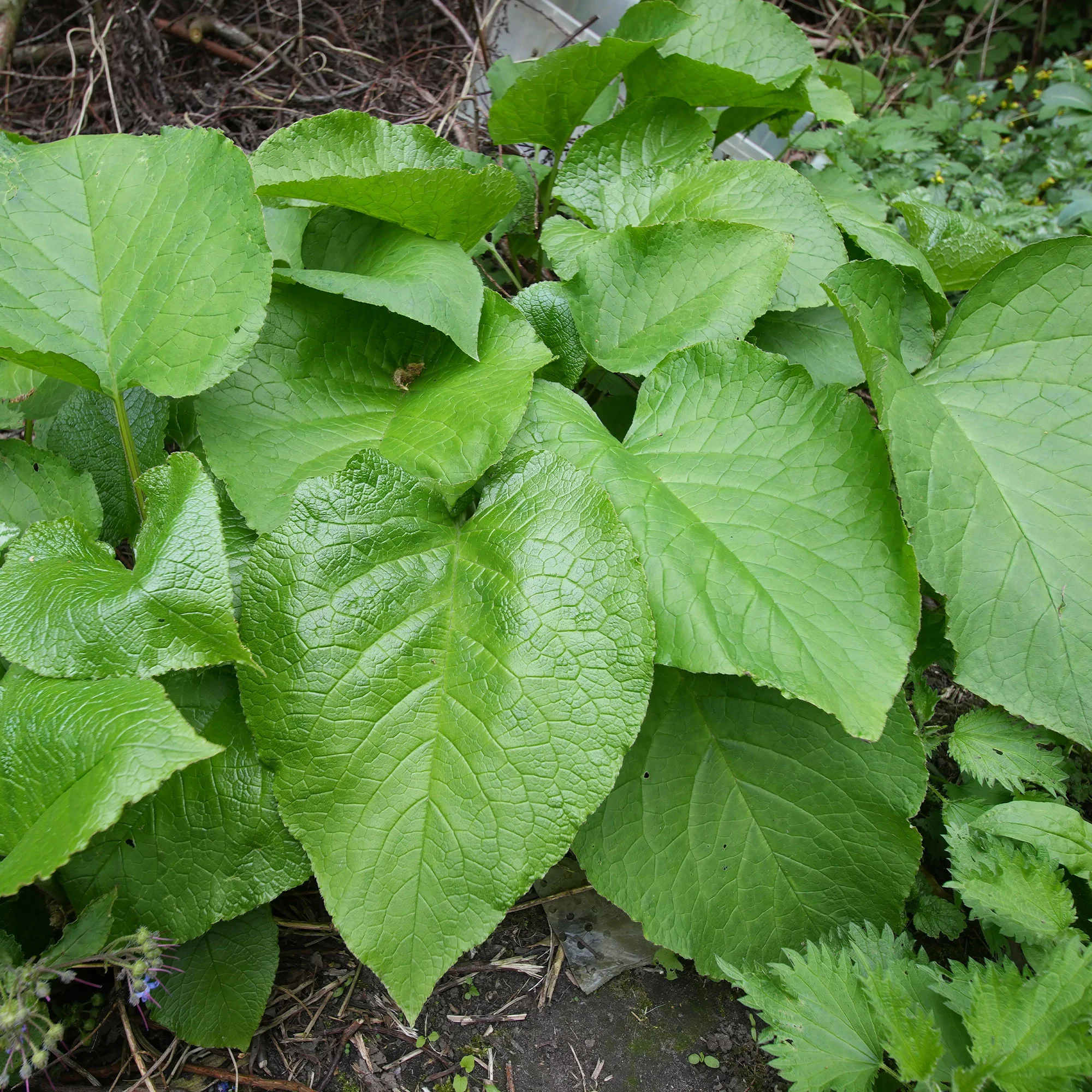 Oriëntaals komkommerkruid - Image 2