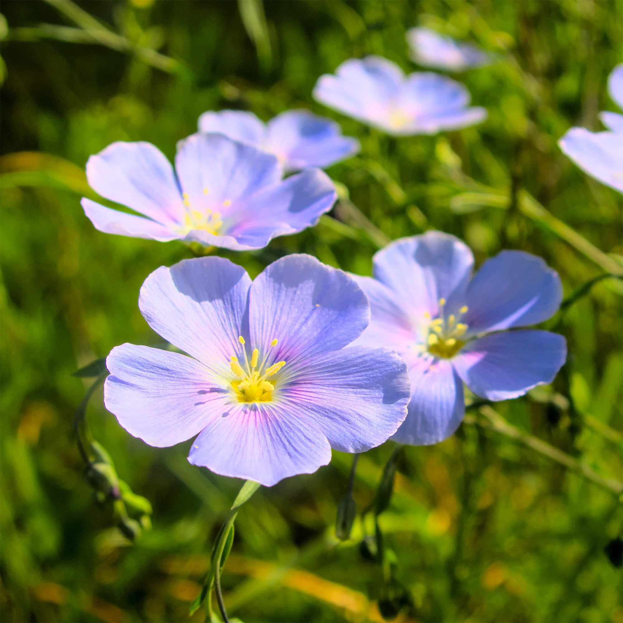 Overblijvend vlas - blauw