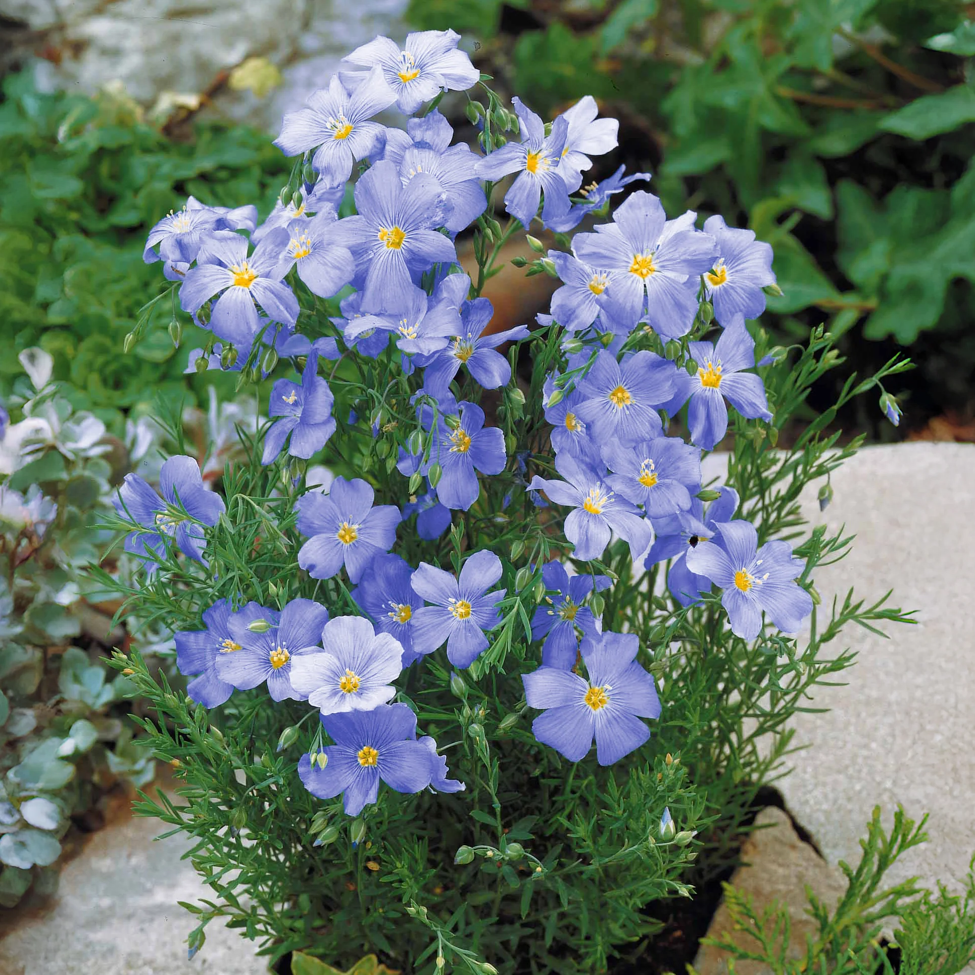 Overblijvend vlas - blauw - Image 2