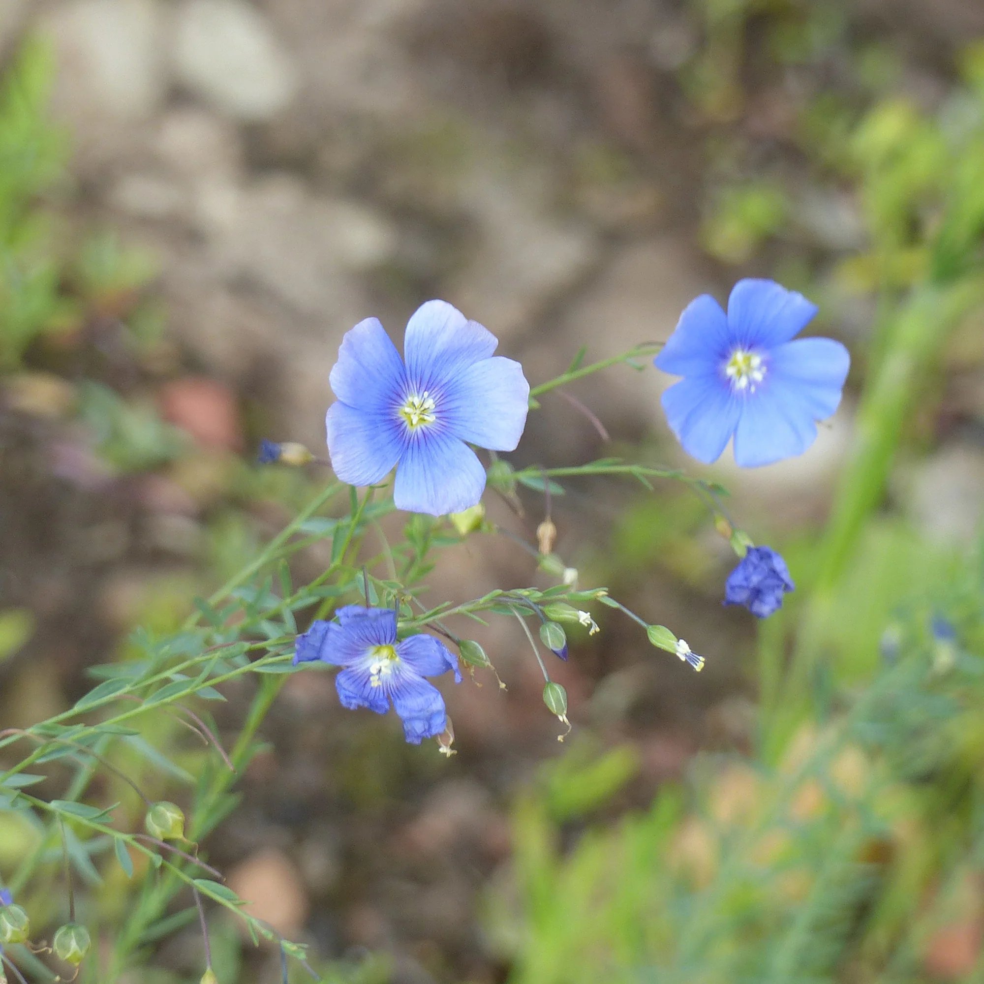 Overblijvend vlas - blauw - Image 3