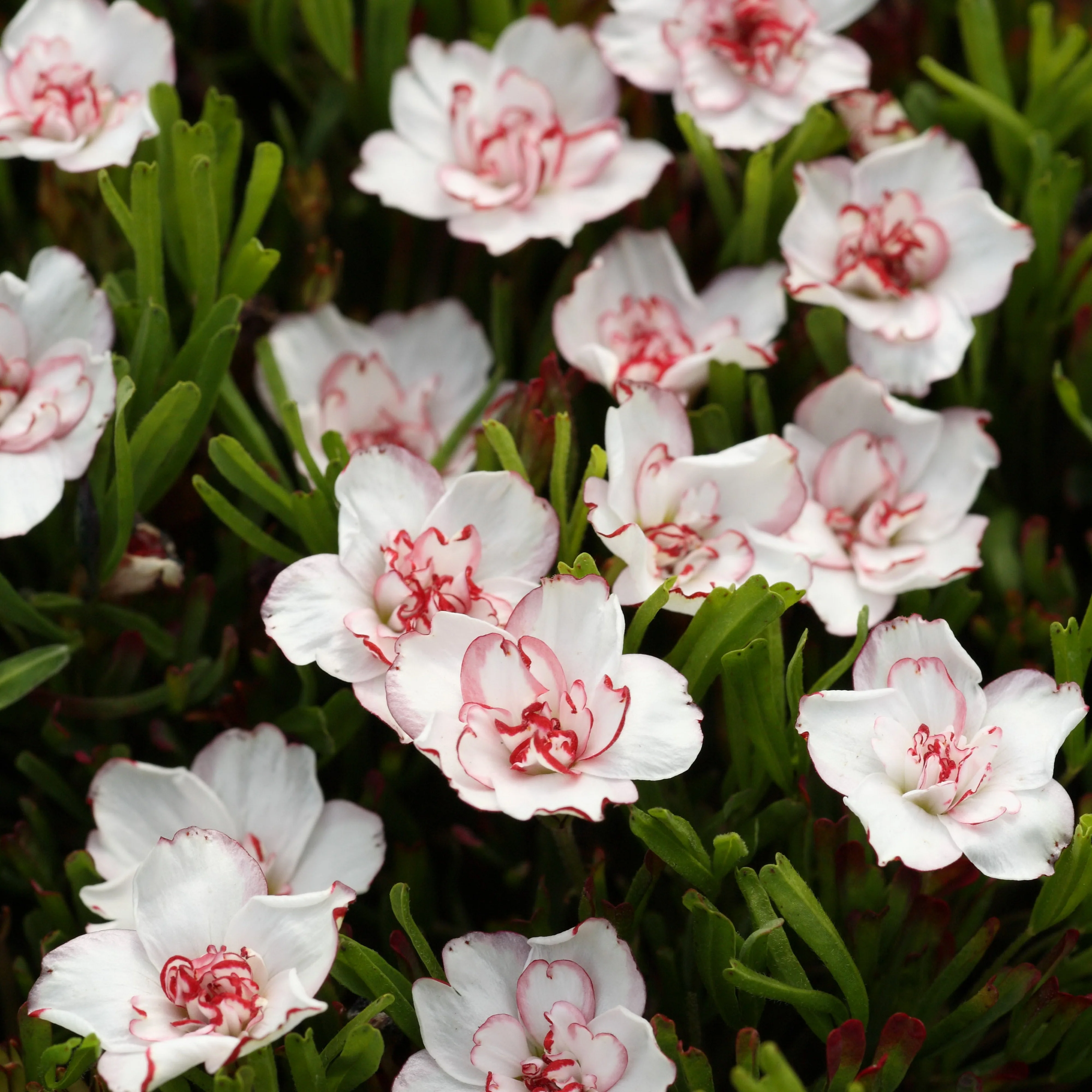 Oxalis Double Pink Wonder (x5)